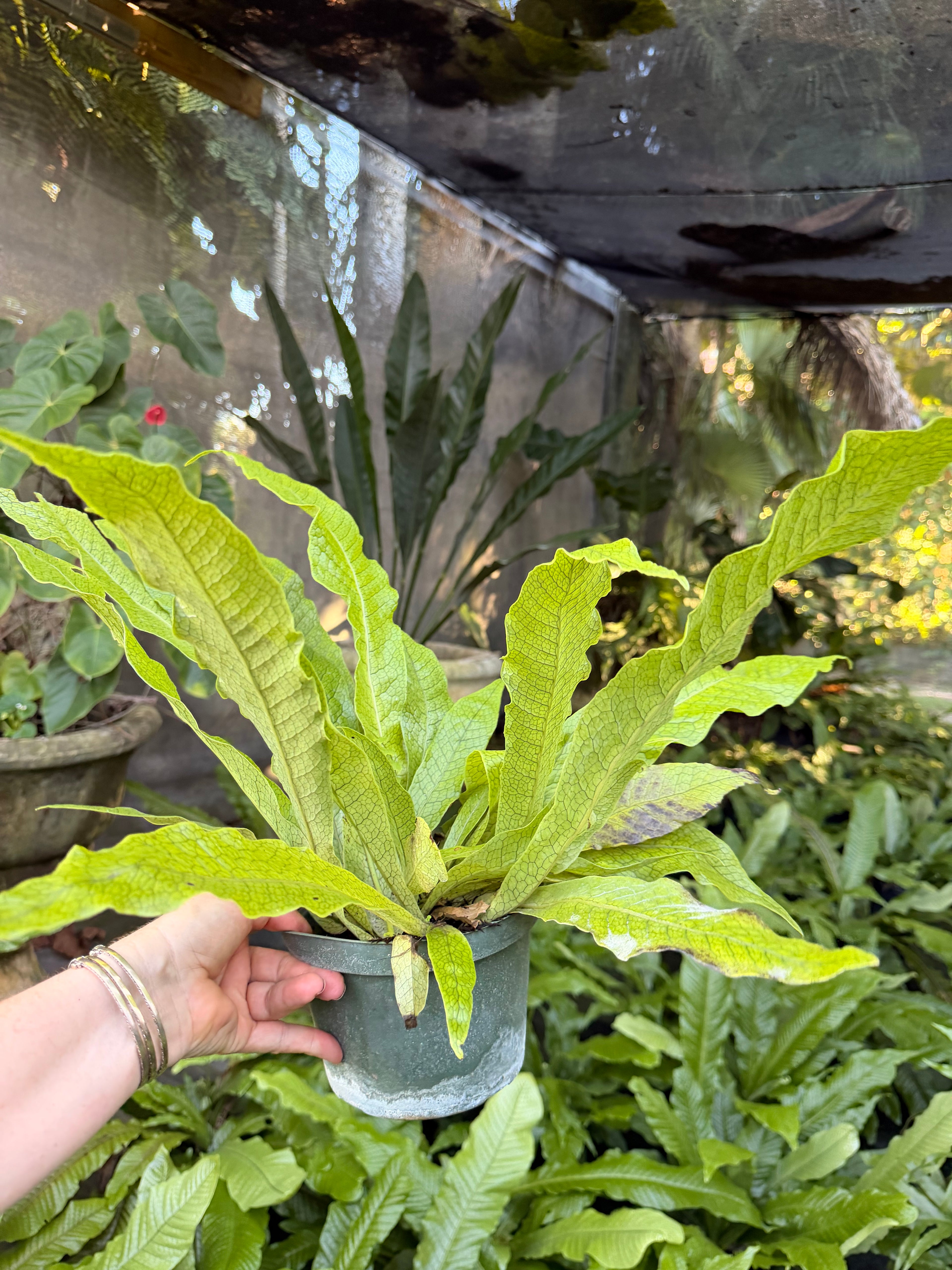 Crocodile fern, 6” pot - Microsorum musifolium