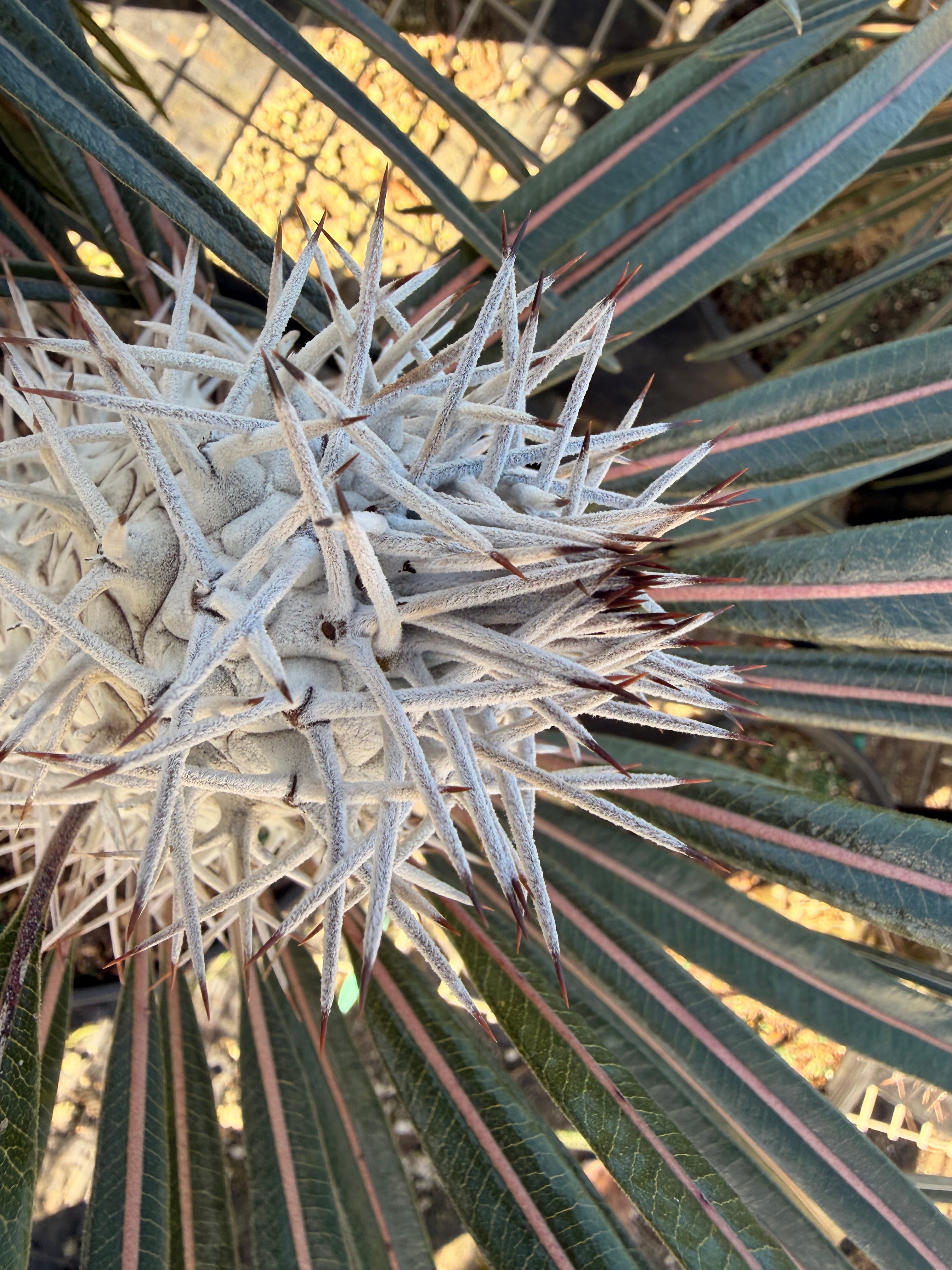 Madagascar palm, 10” pot - Pachypodium geayi