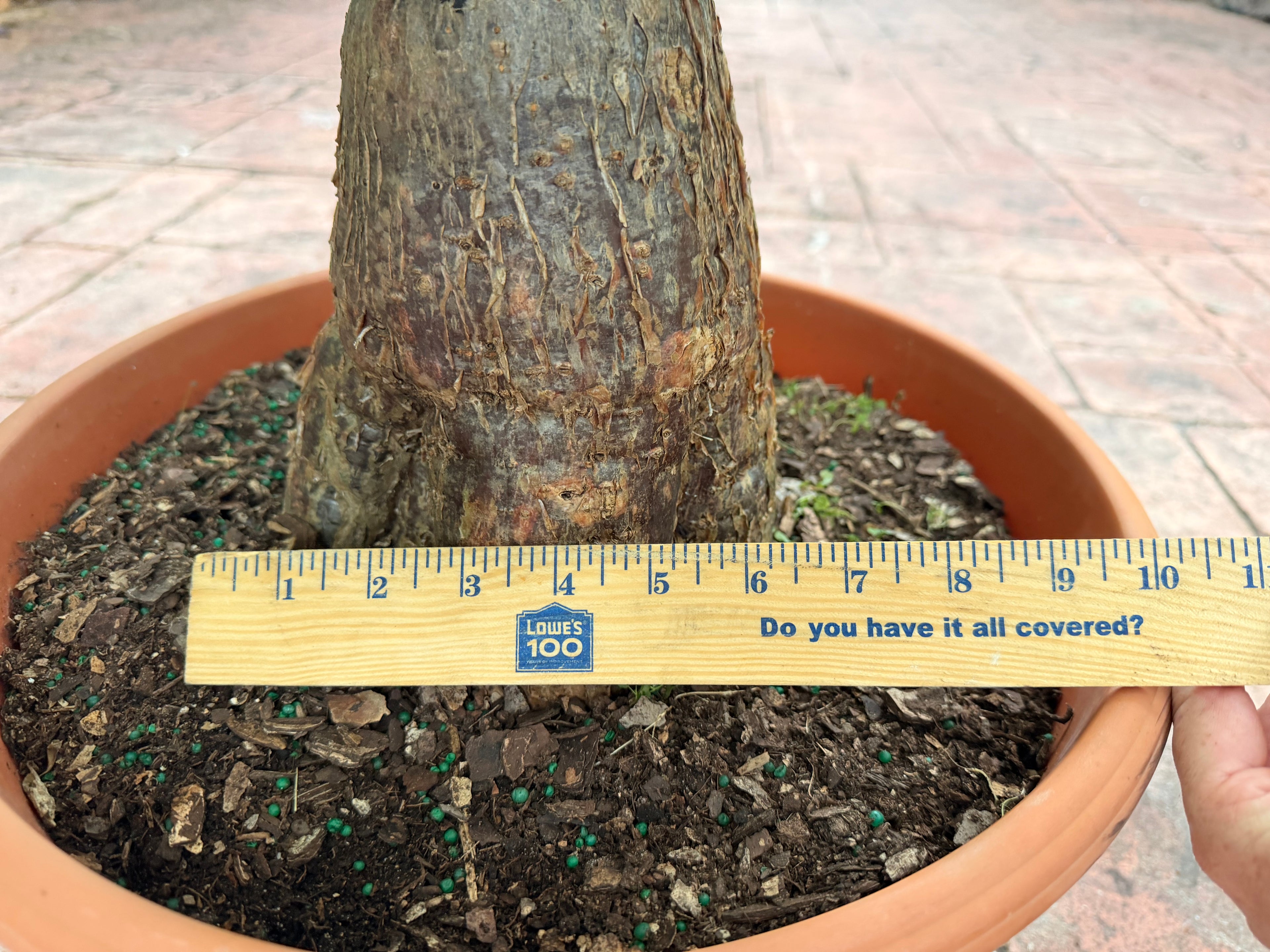 Money tree, thick short trunk, 14” pot