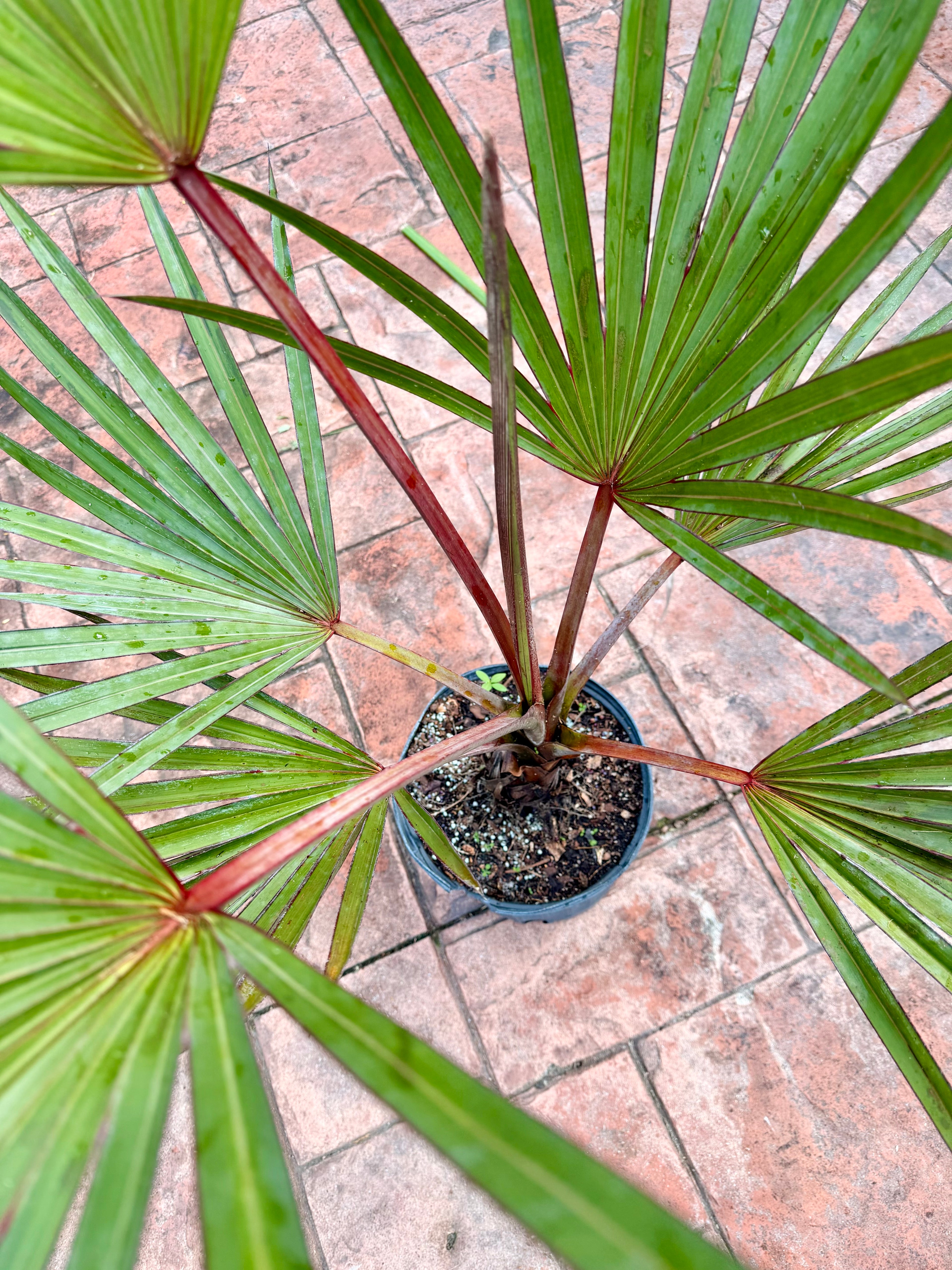 Red Latan palm, 10” pot