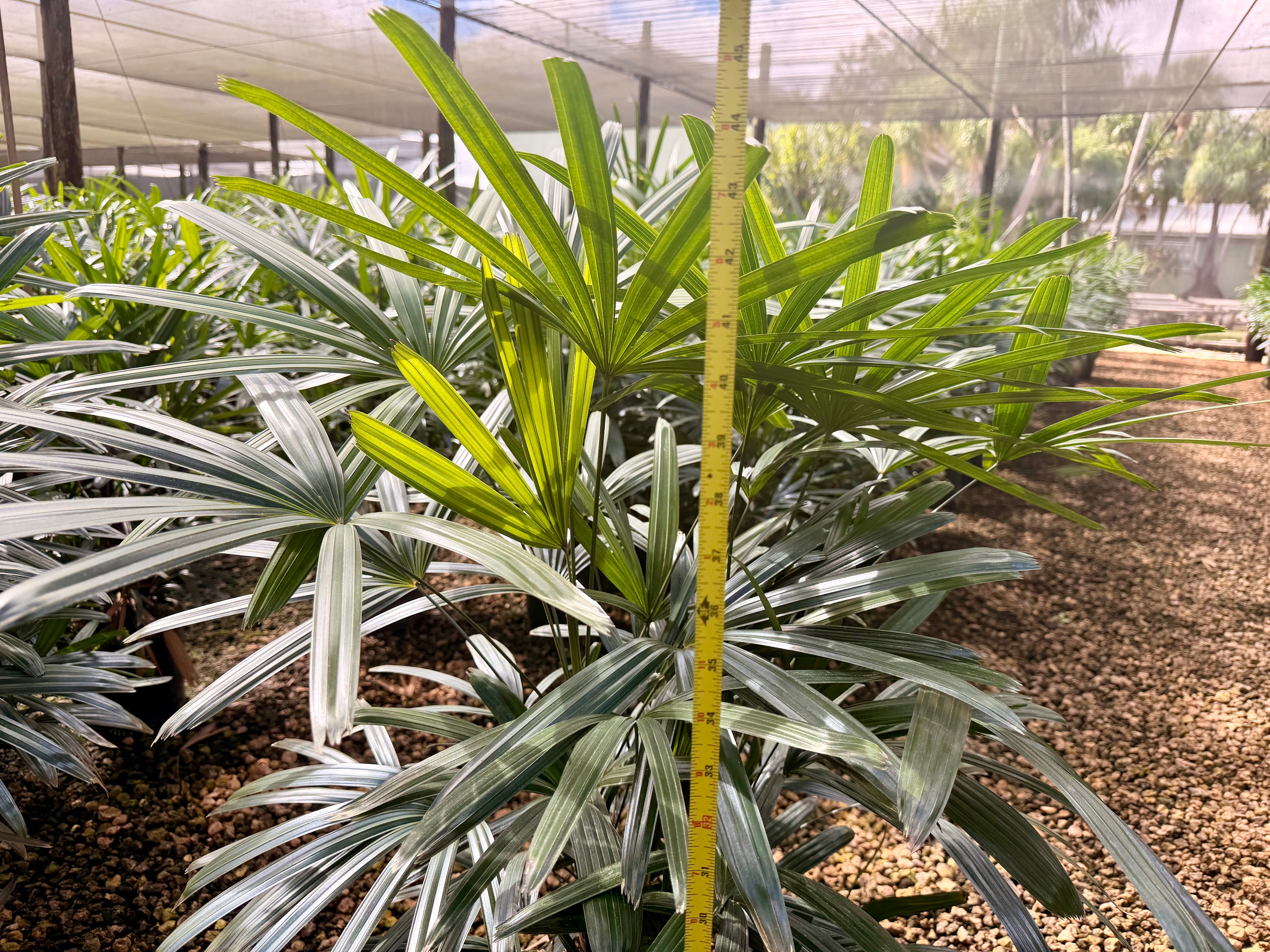 Rhapis palm, 10” pot - Lady palm