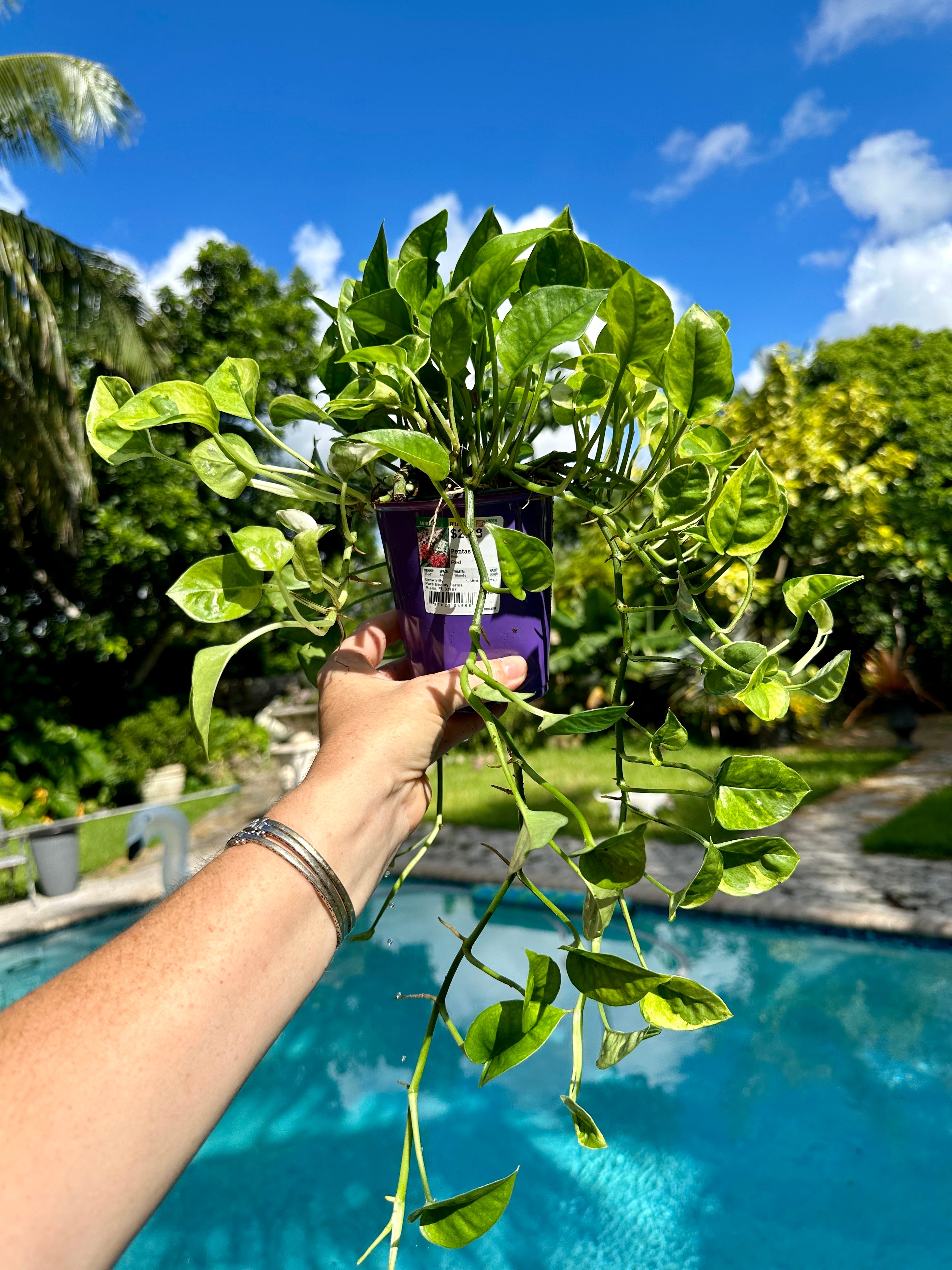 Lemon meringue photos, 4” pot