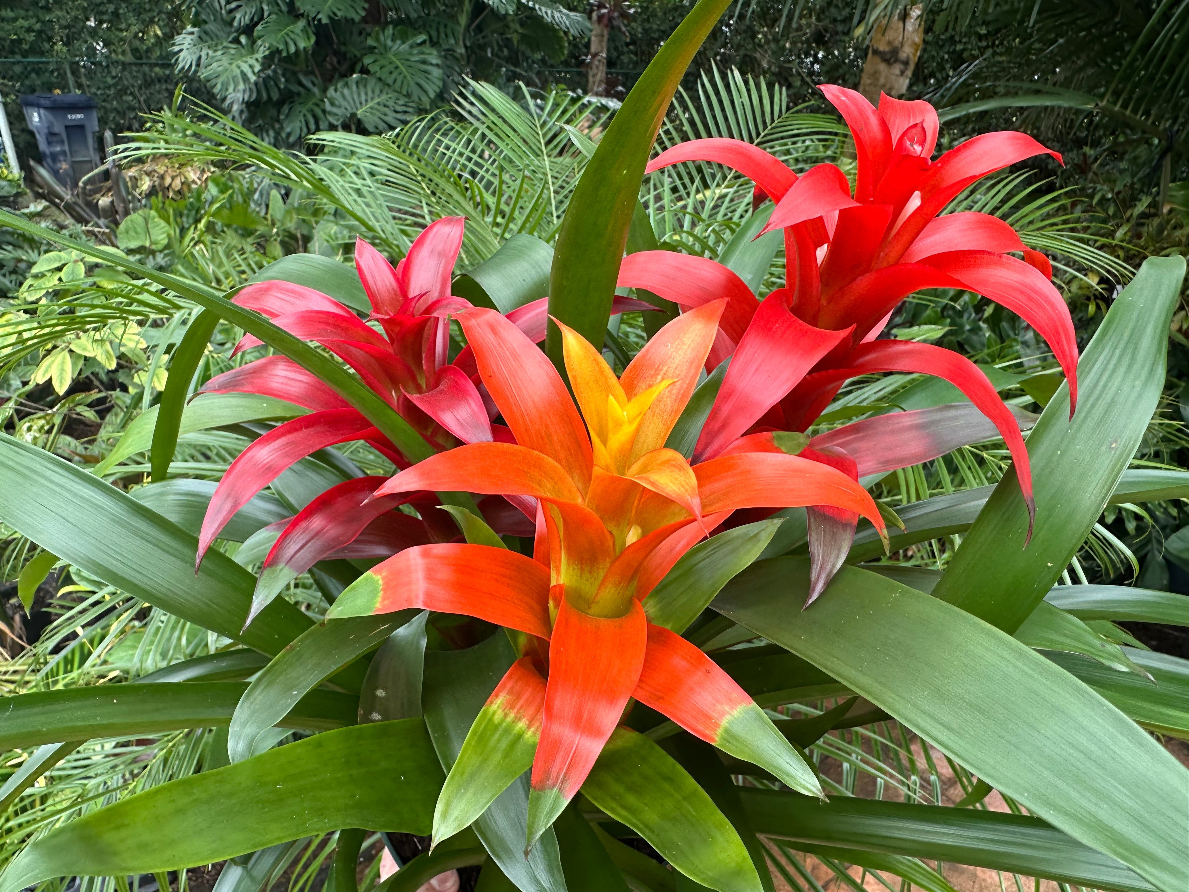 Guzmania planting, 8” pot. 3 plants per pot Different colors