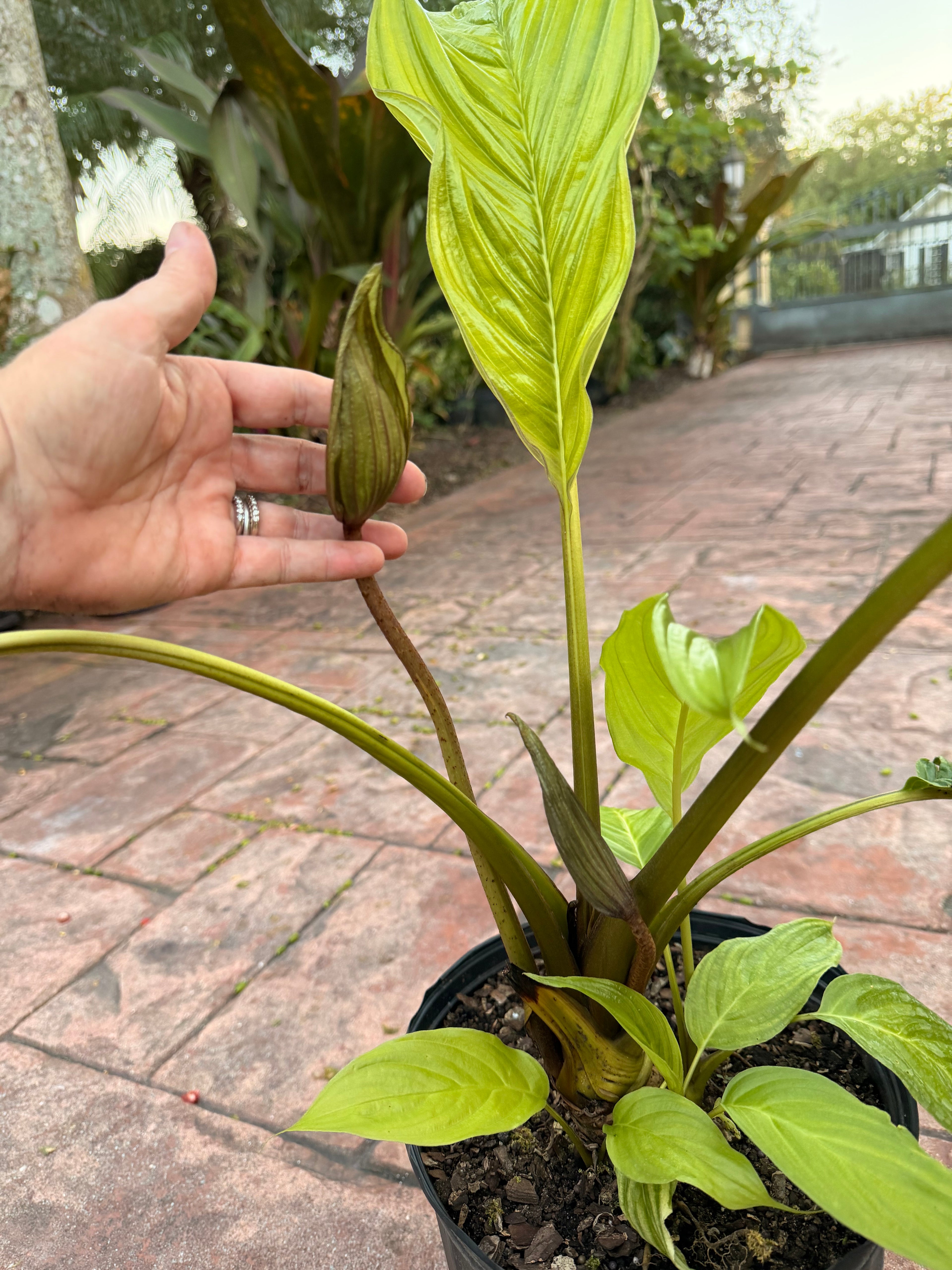 White Tacca Bat plant, 10” pot. Tacca chantieri - Will ship with a bud.