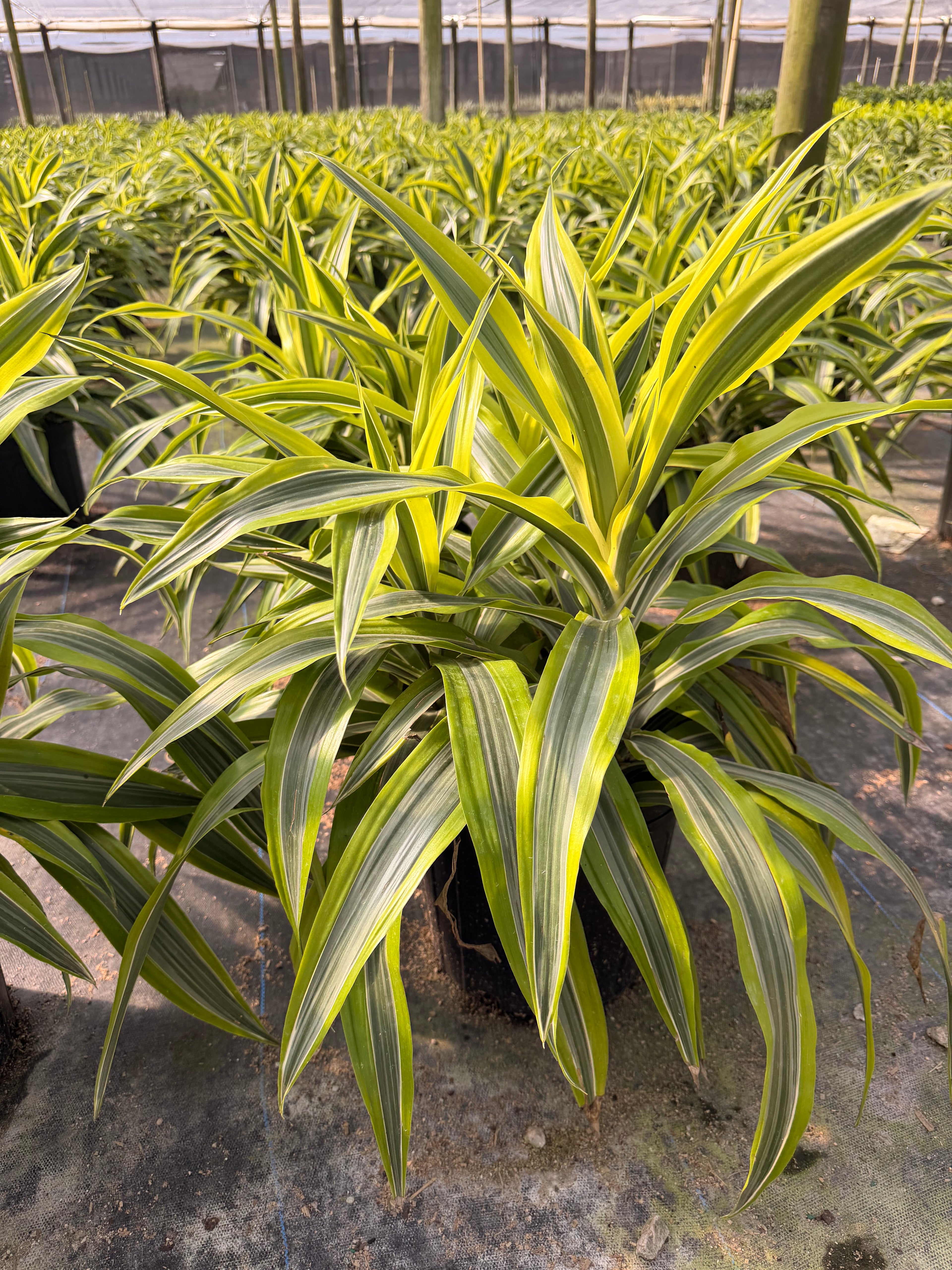 Dracaena Lemon Lime, 10” pot