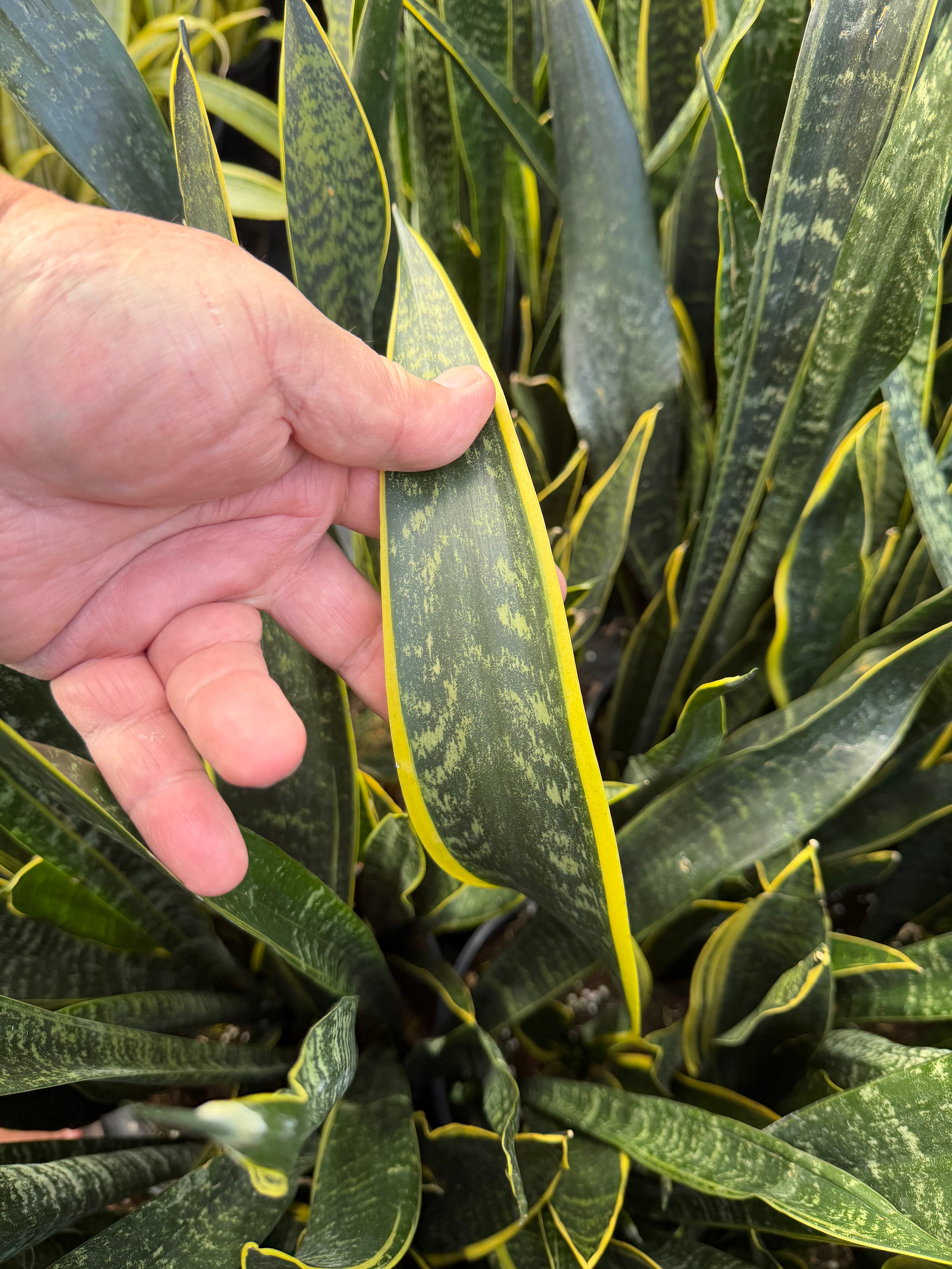 Sansevieria Dakota, 10” pot - ships GROUND