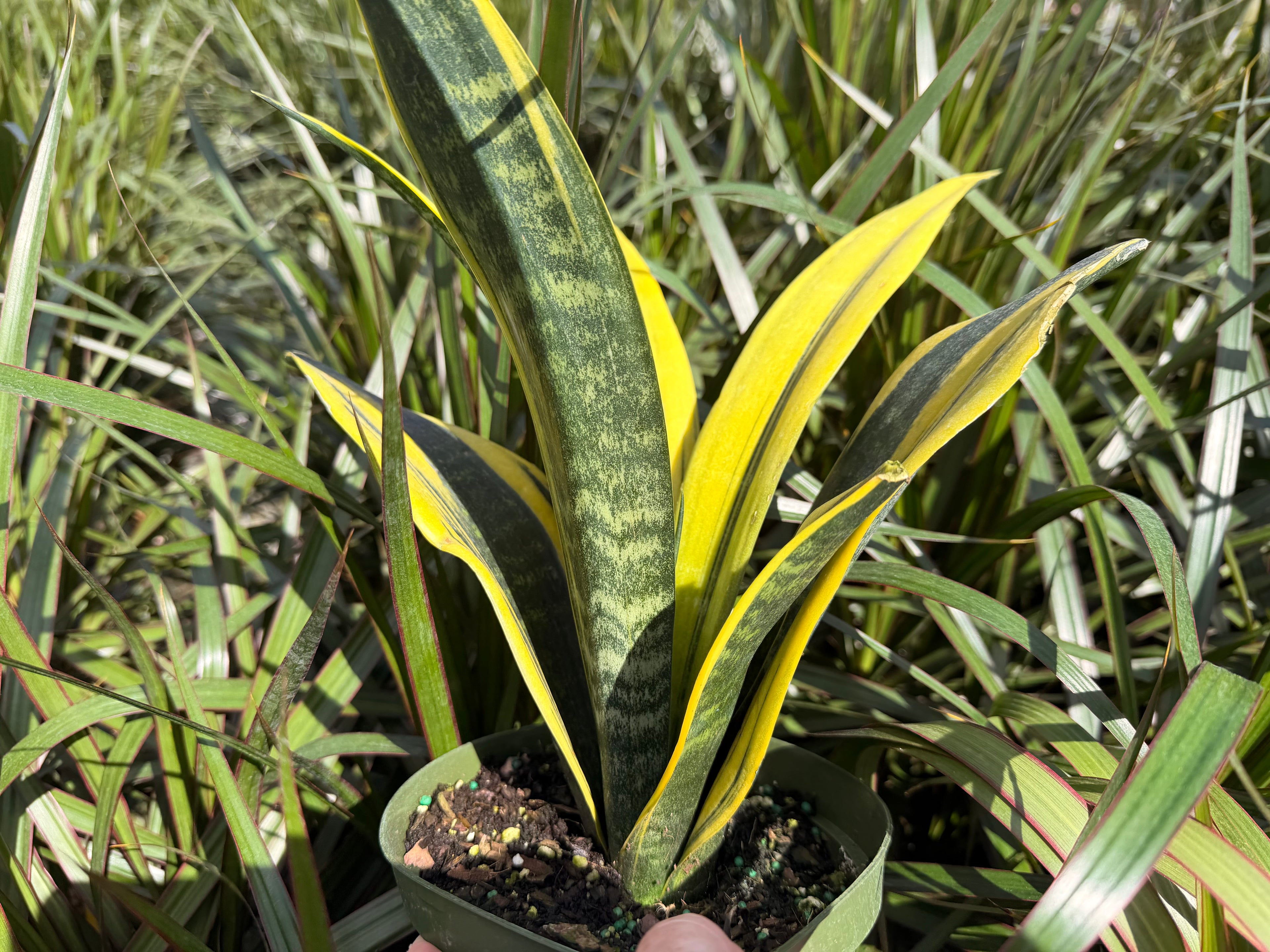 Sansevieria Golden Flame, 6” pot