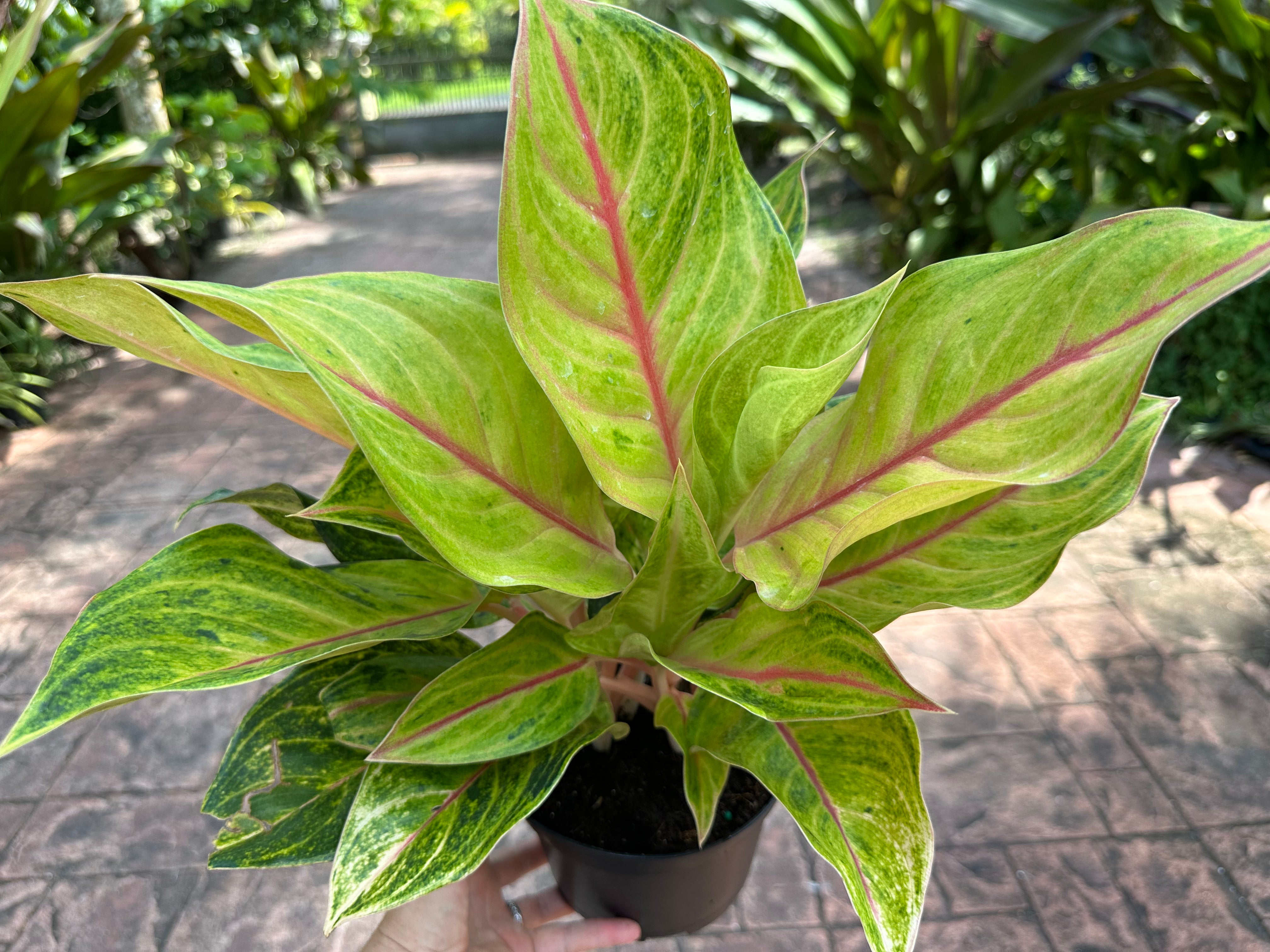 aglaonema golden flourite Aglaonema Golden Flourite, 6” pot