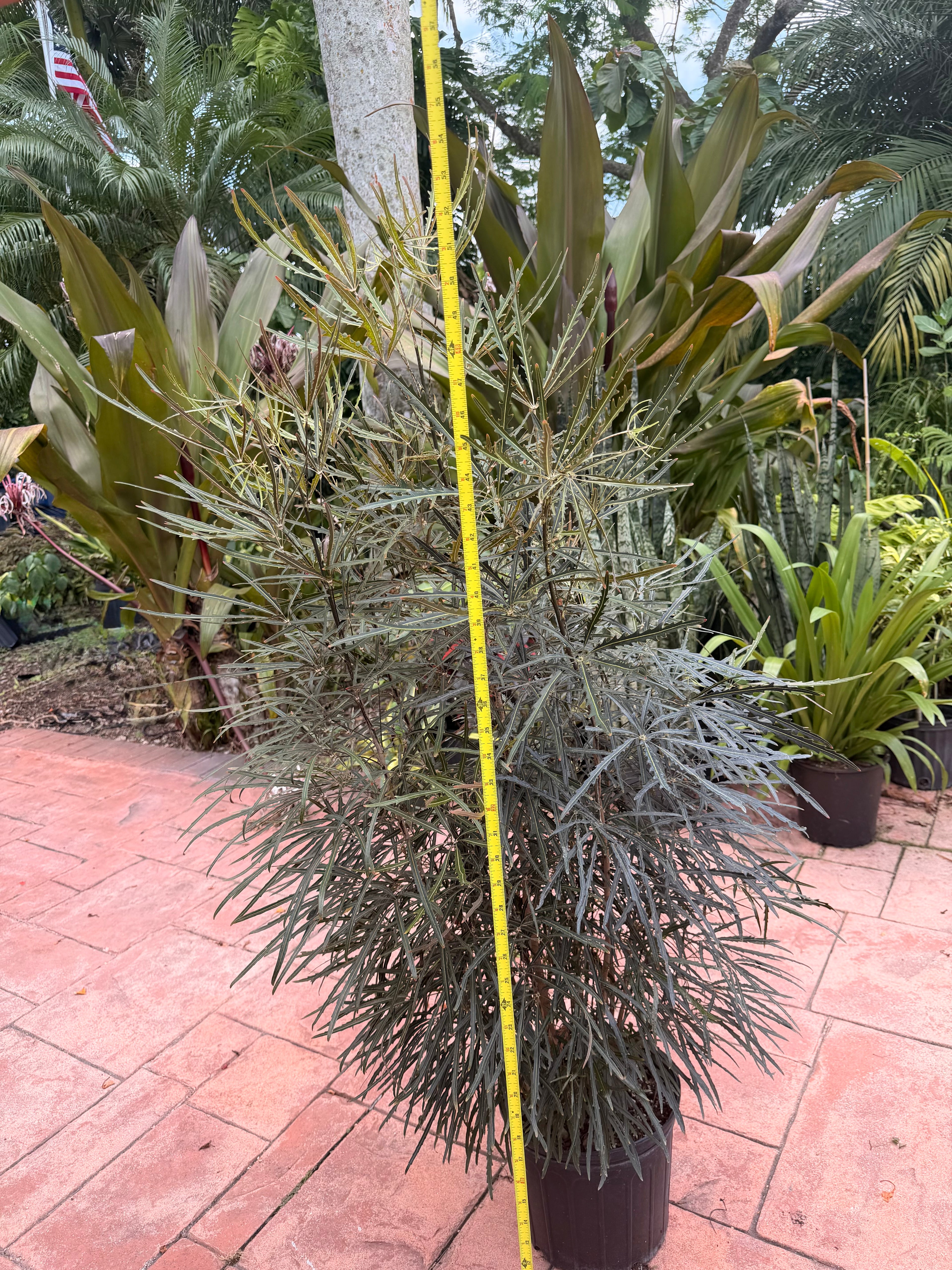 False aralia, 10” pot 60” box