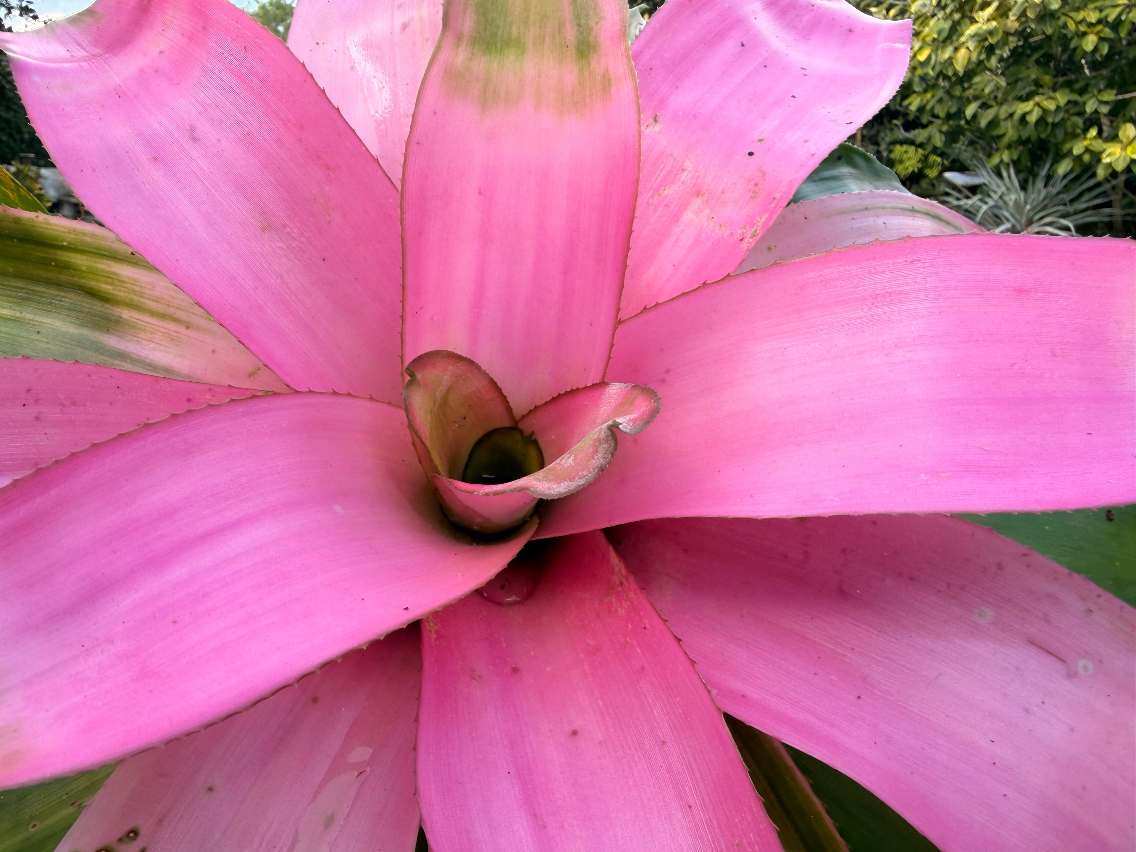 Neoregelia Cotton Candy, 6” pot