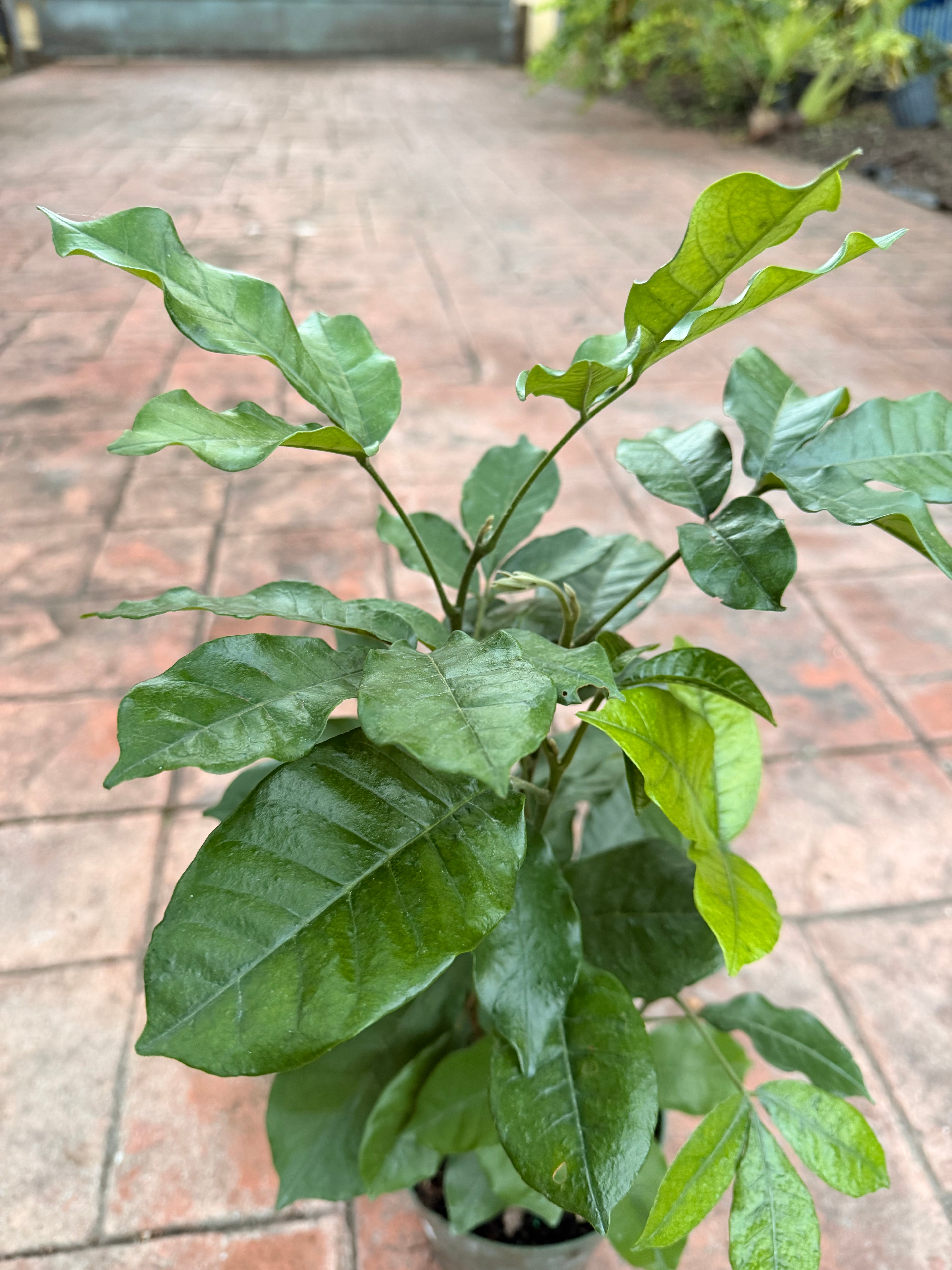 Natal Mahogany, 6” pot