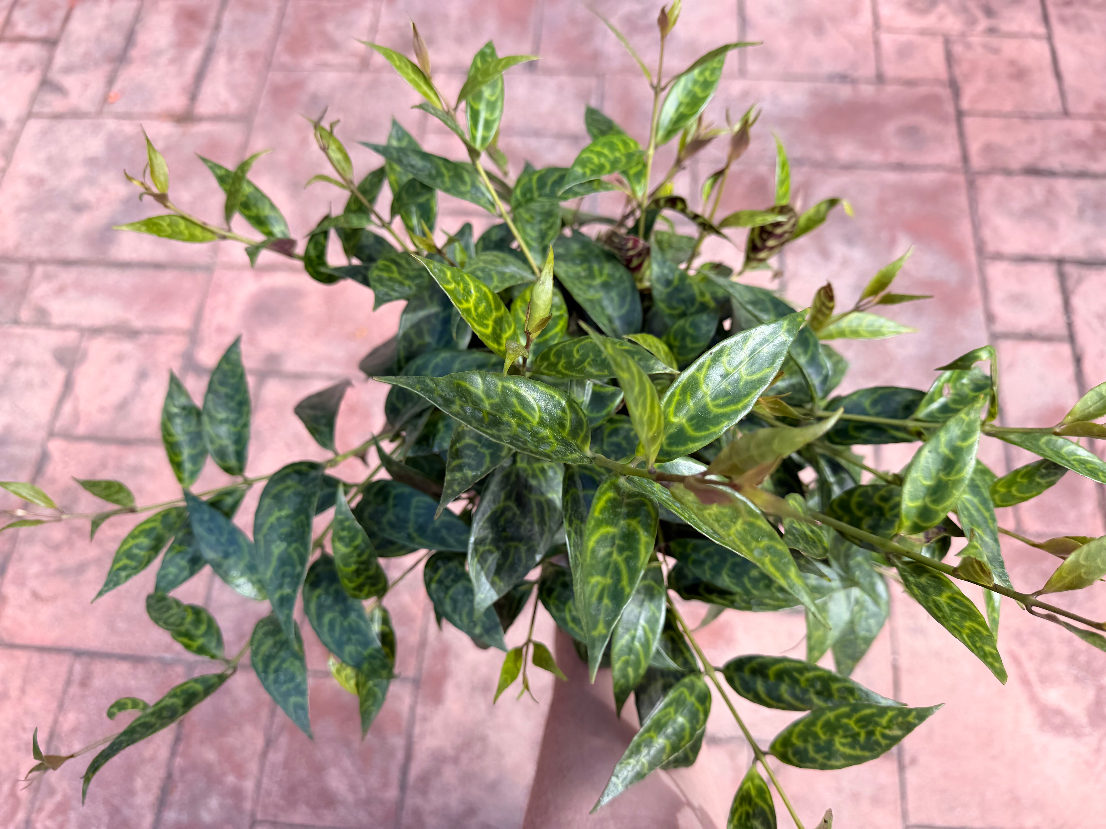 Aeschynanthus Black Pagoda, Lipstick plant, 6” pot