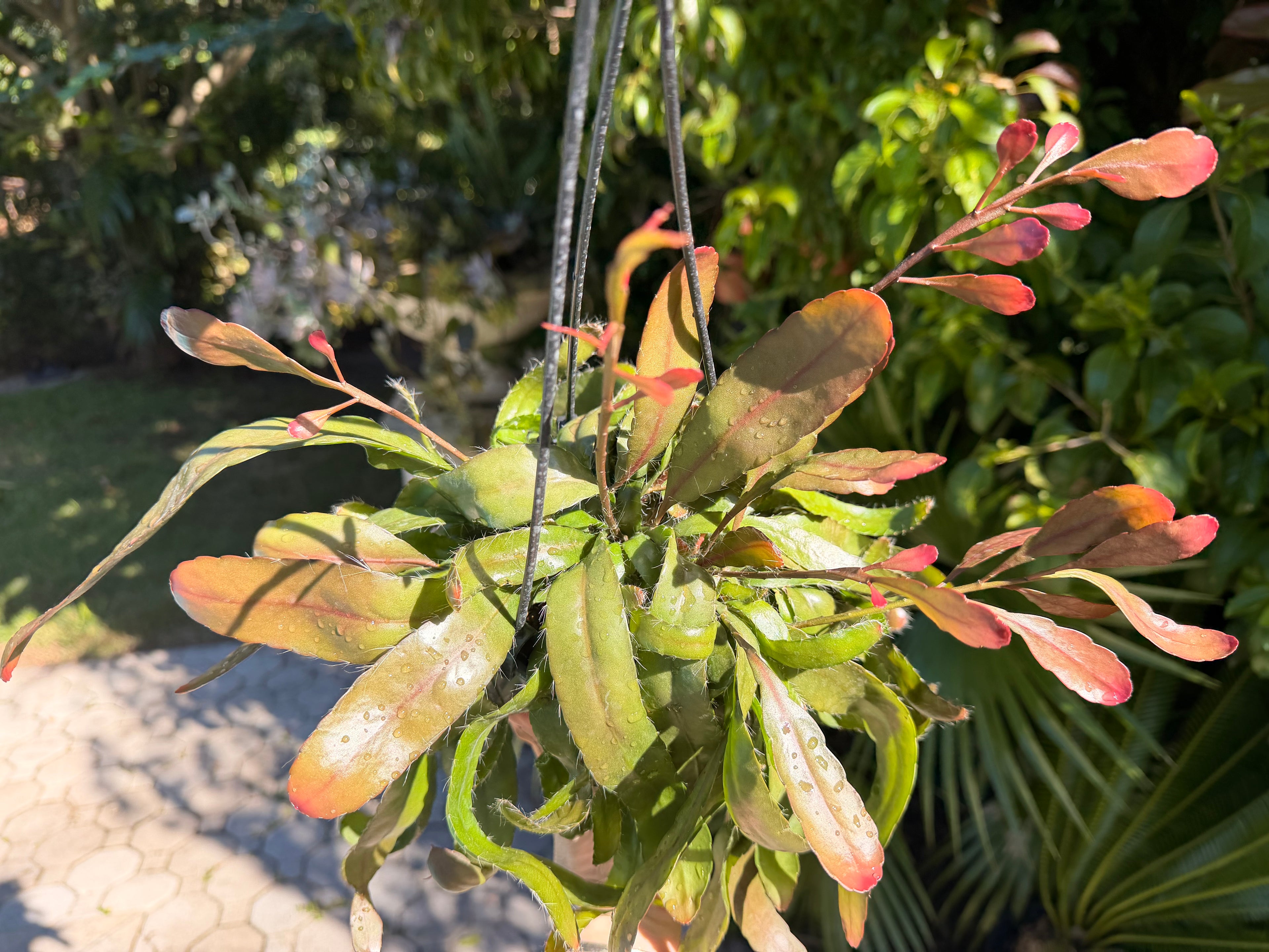 Rhipsalis Ramulosa, 5” pot