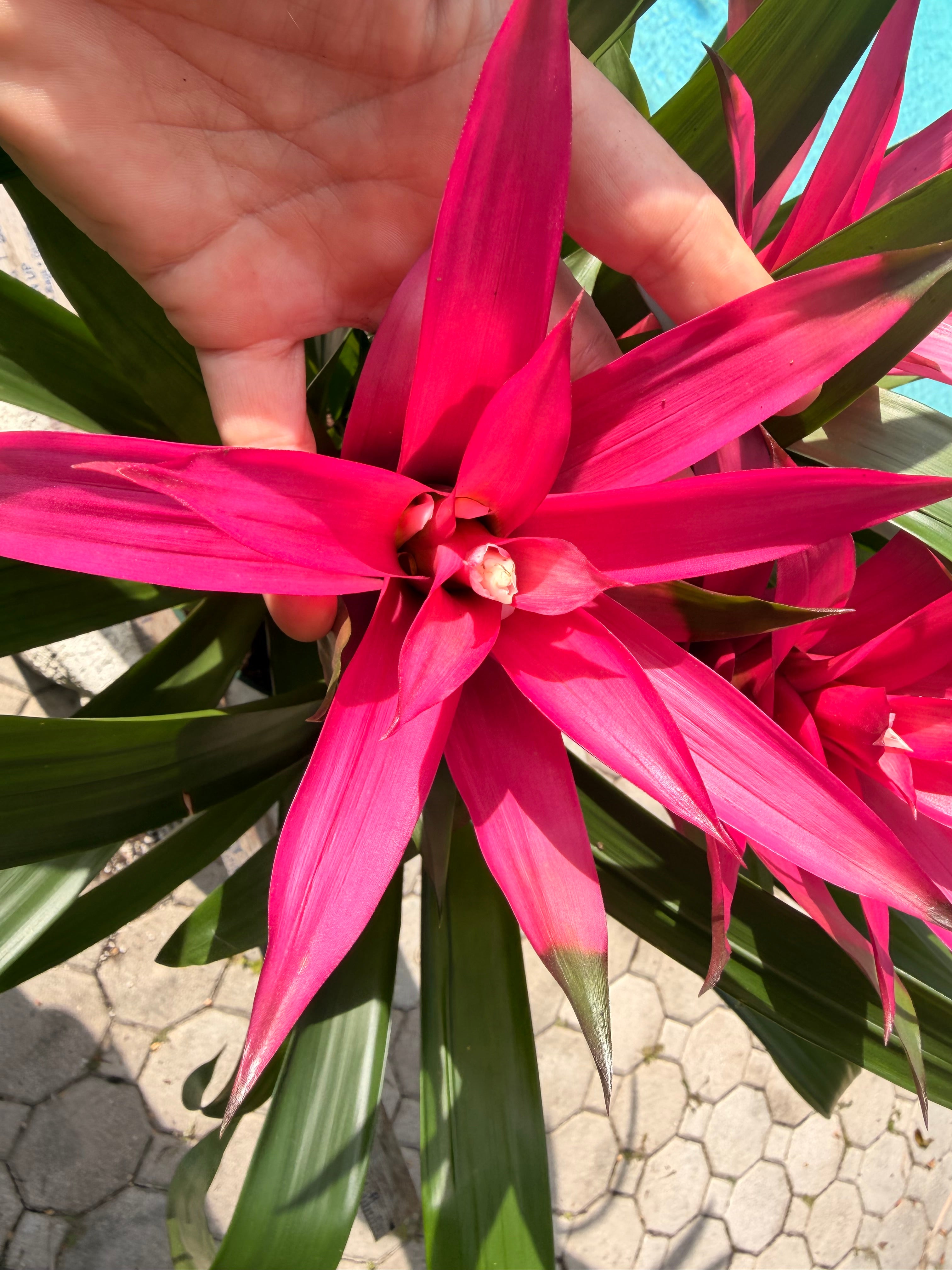 Guzmania planting, 8” pot. 3 deep pink plants per pot