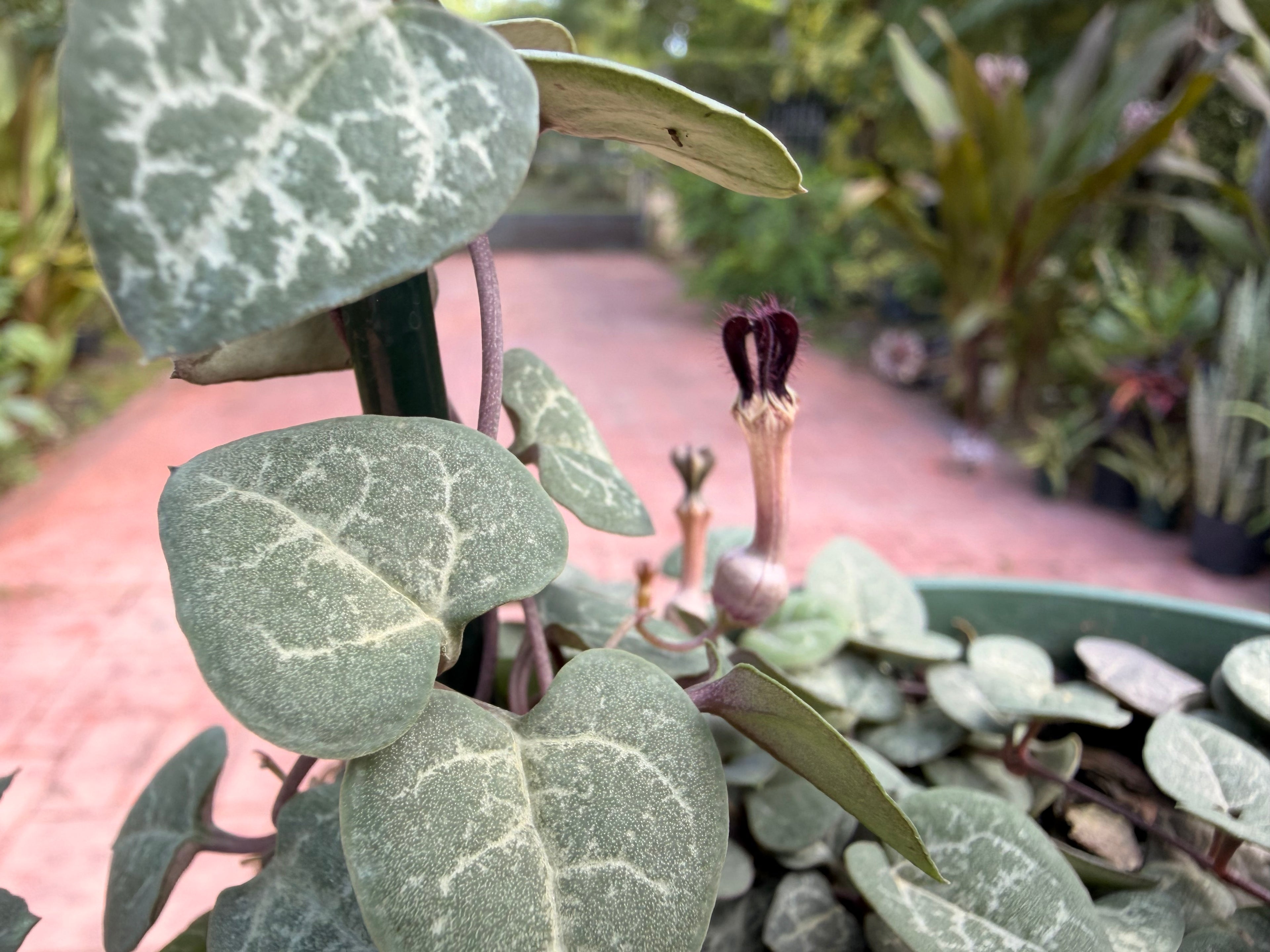 String of Hearts, hoop, 6” pot