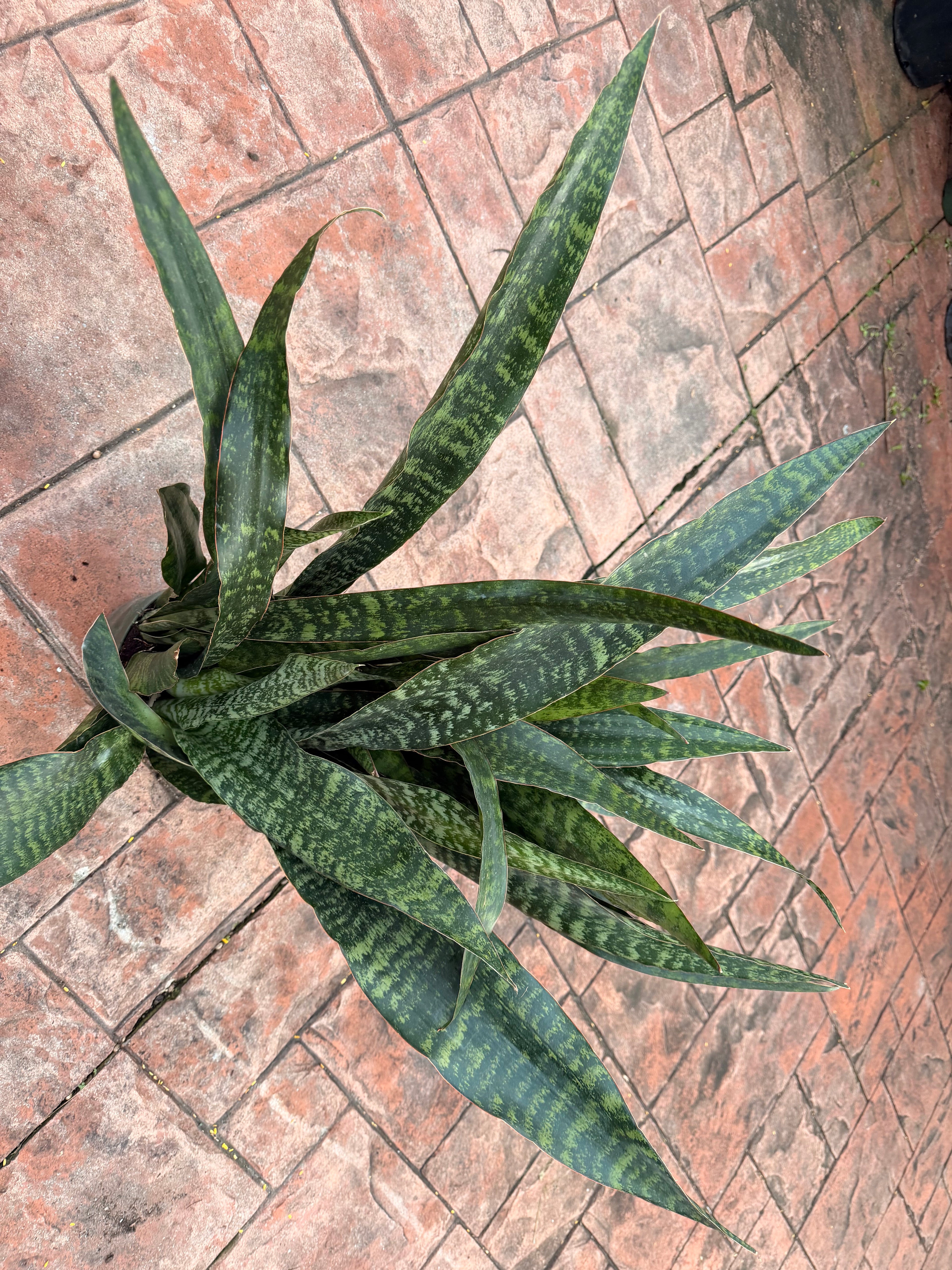 Sansevieria Jaboa, 8” pot Ships GROUND