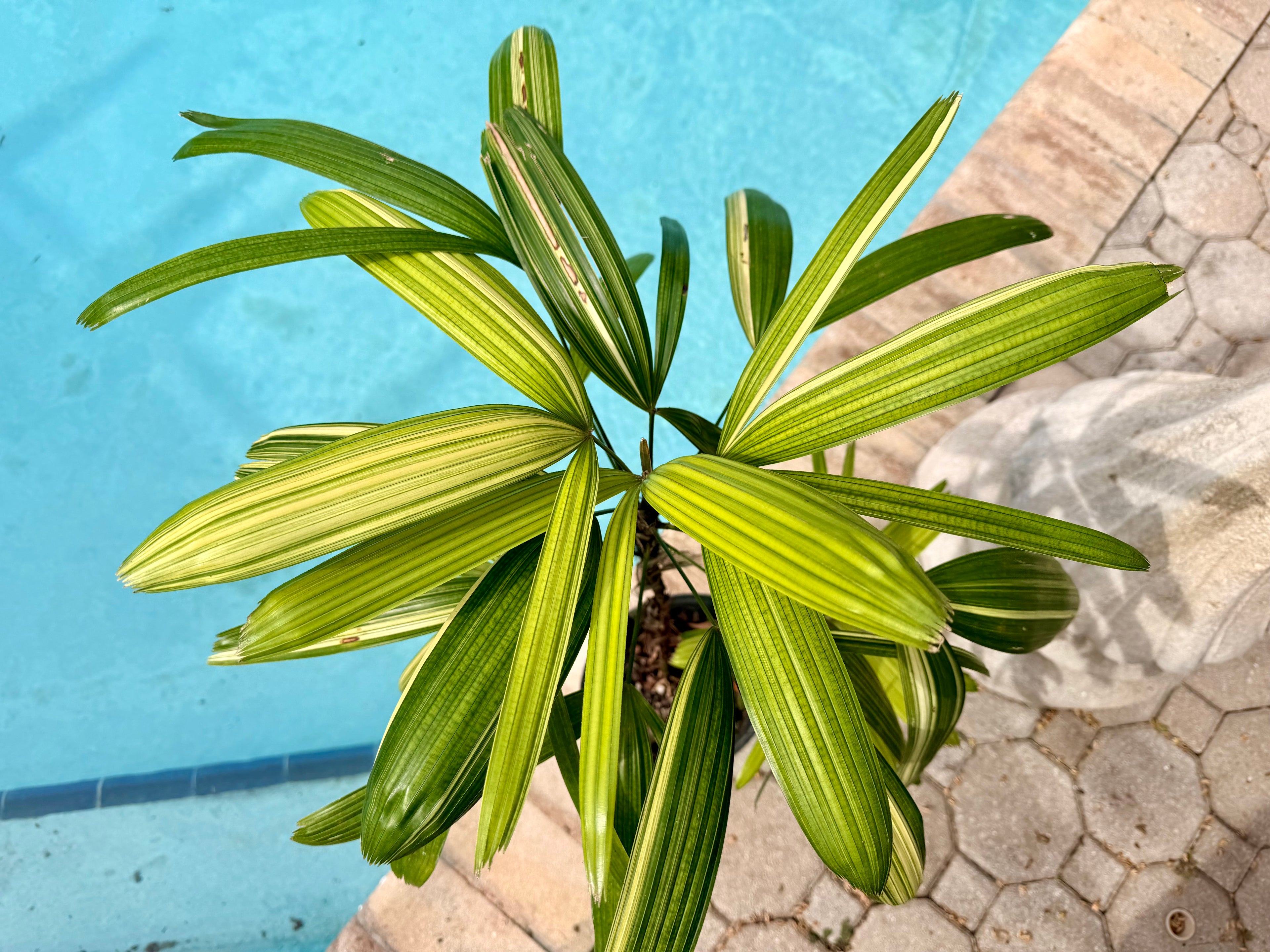 Variegated Rhapis, 1 g pot
