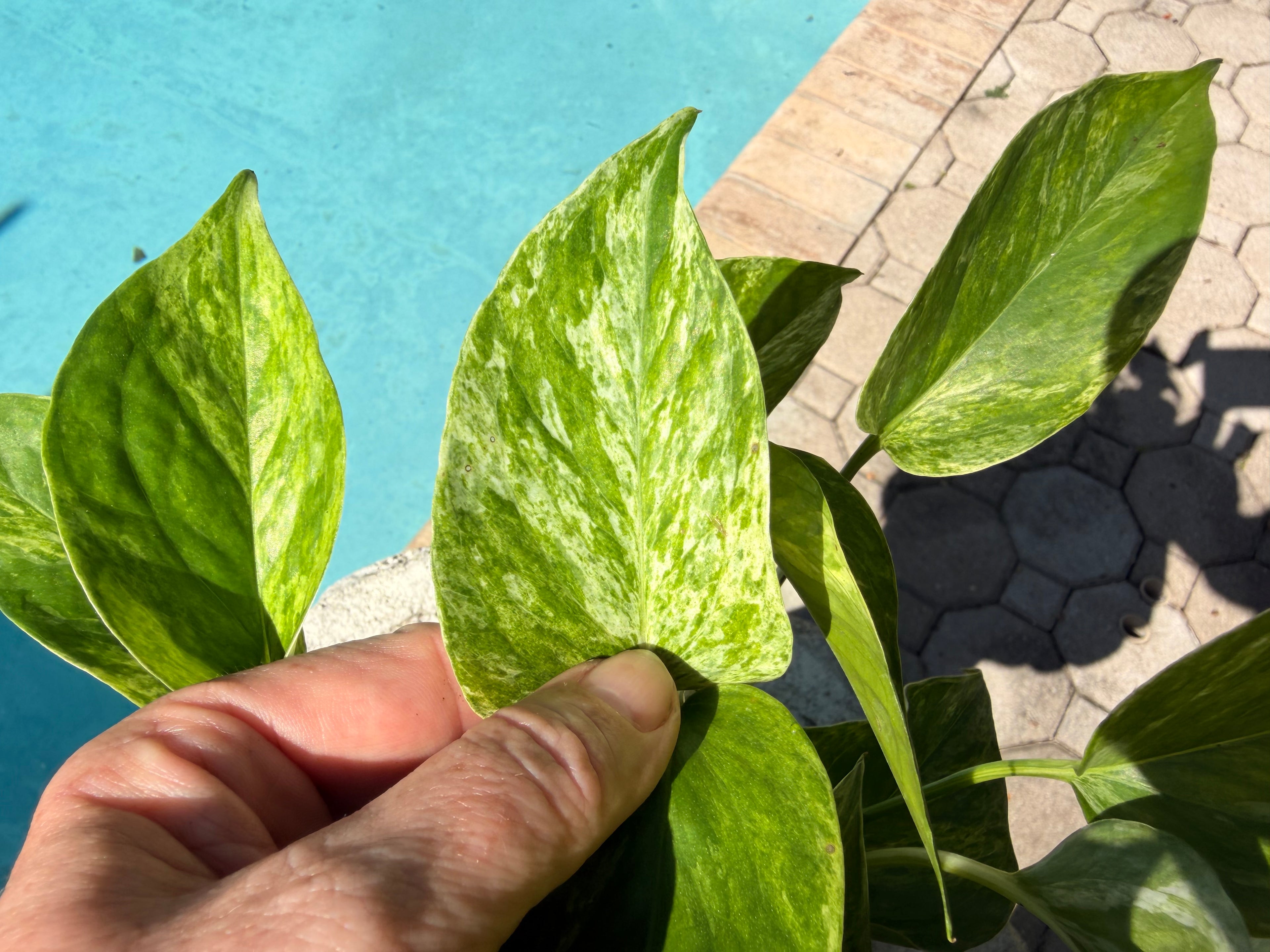 Marble Queen photos, 6” pot