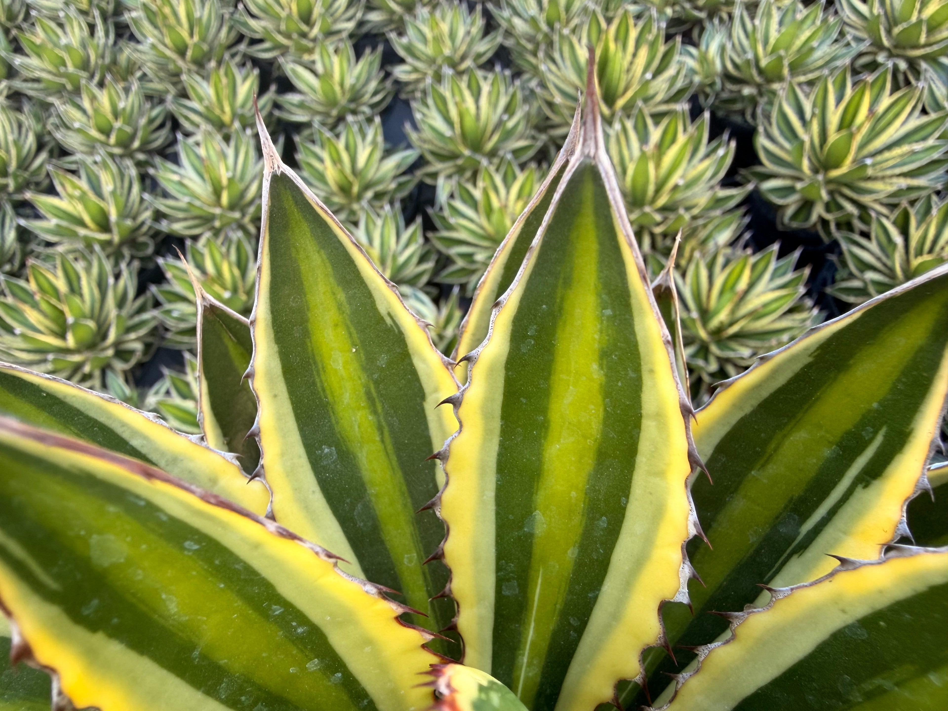 Agave Lophantha Quadricolor, 6” pot