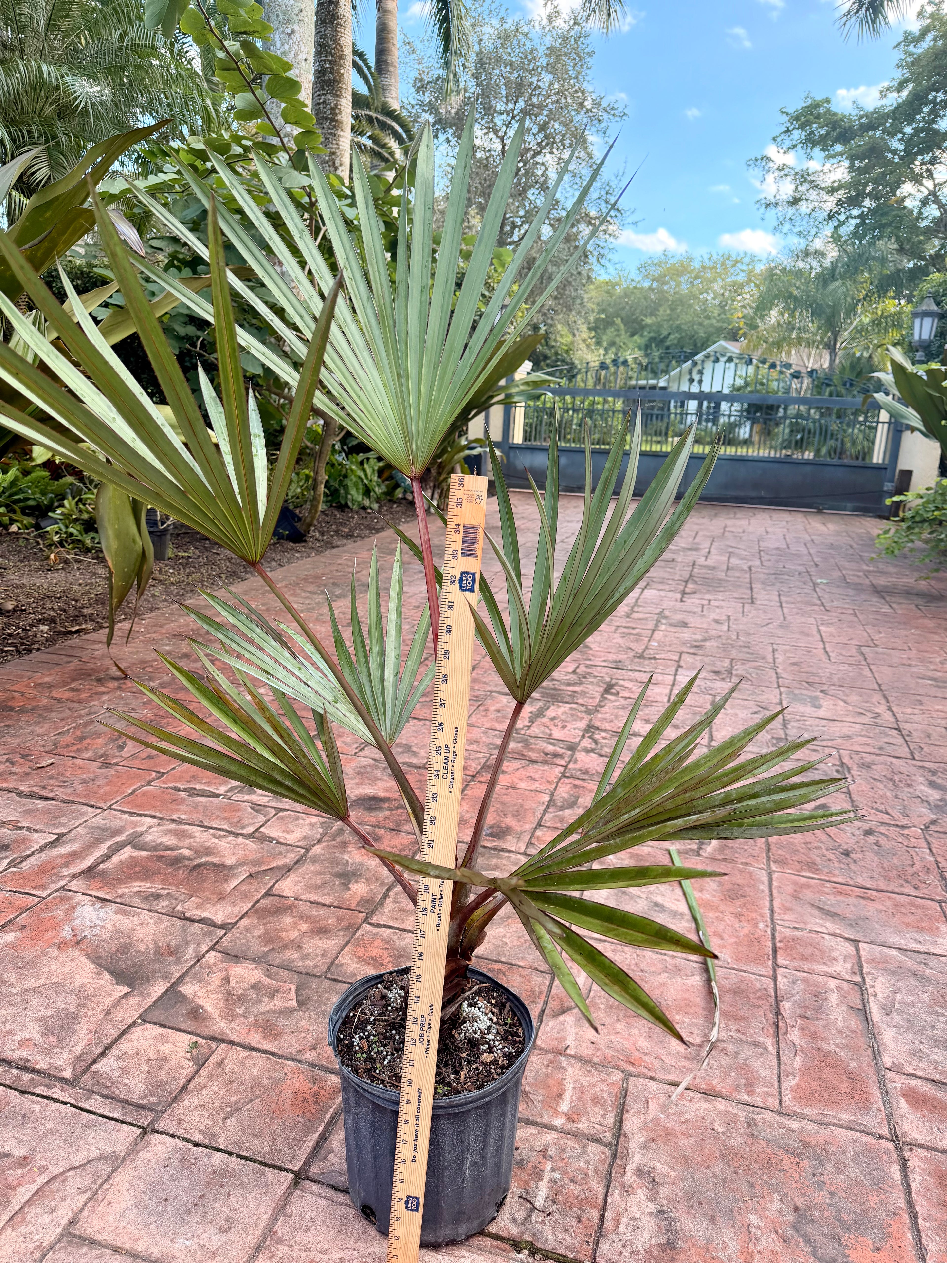 Red Latan palm, 10” pot