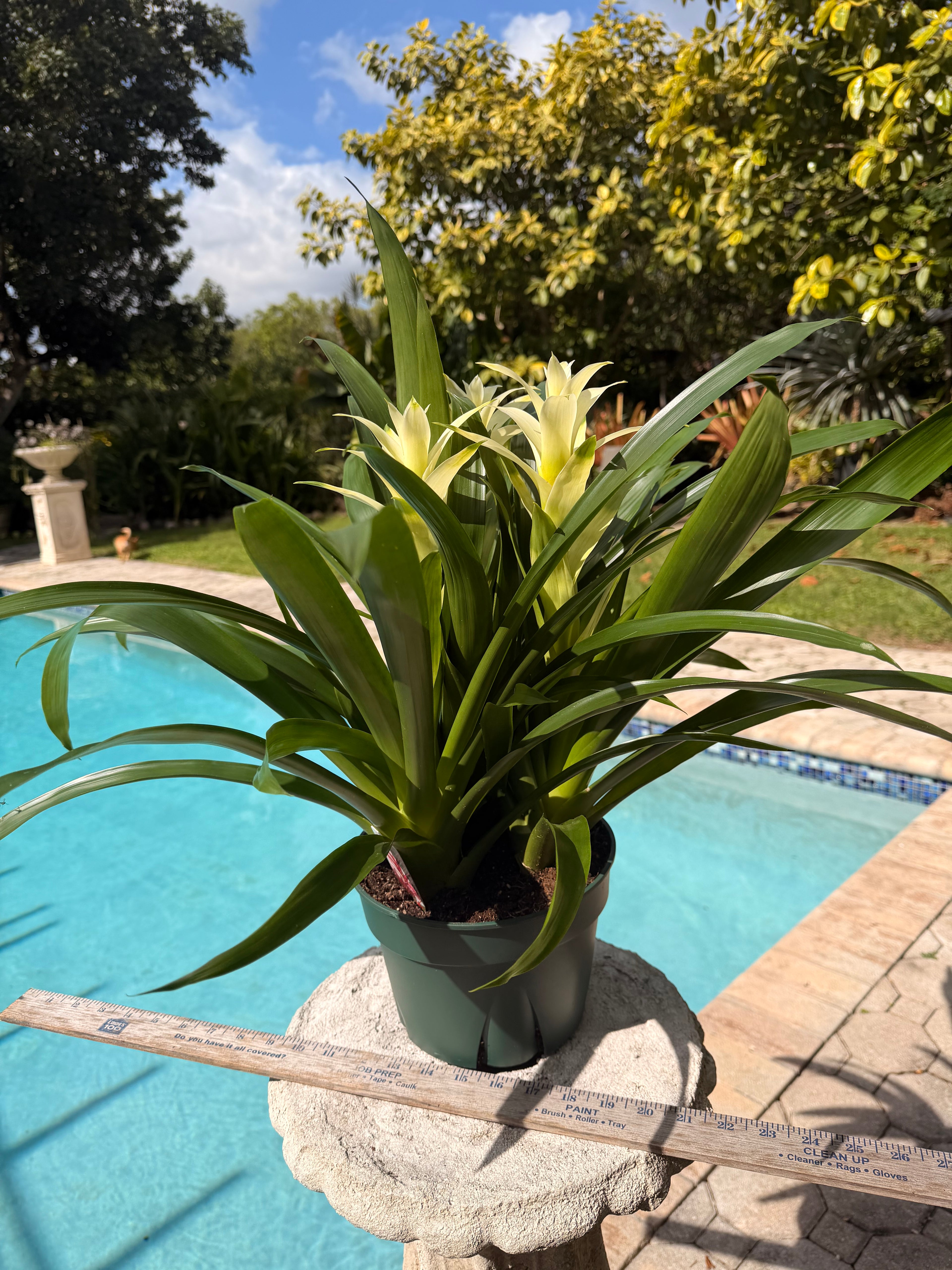 Guzmania planting, 8” pot. 3 white plants per pot