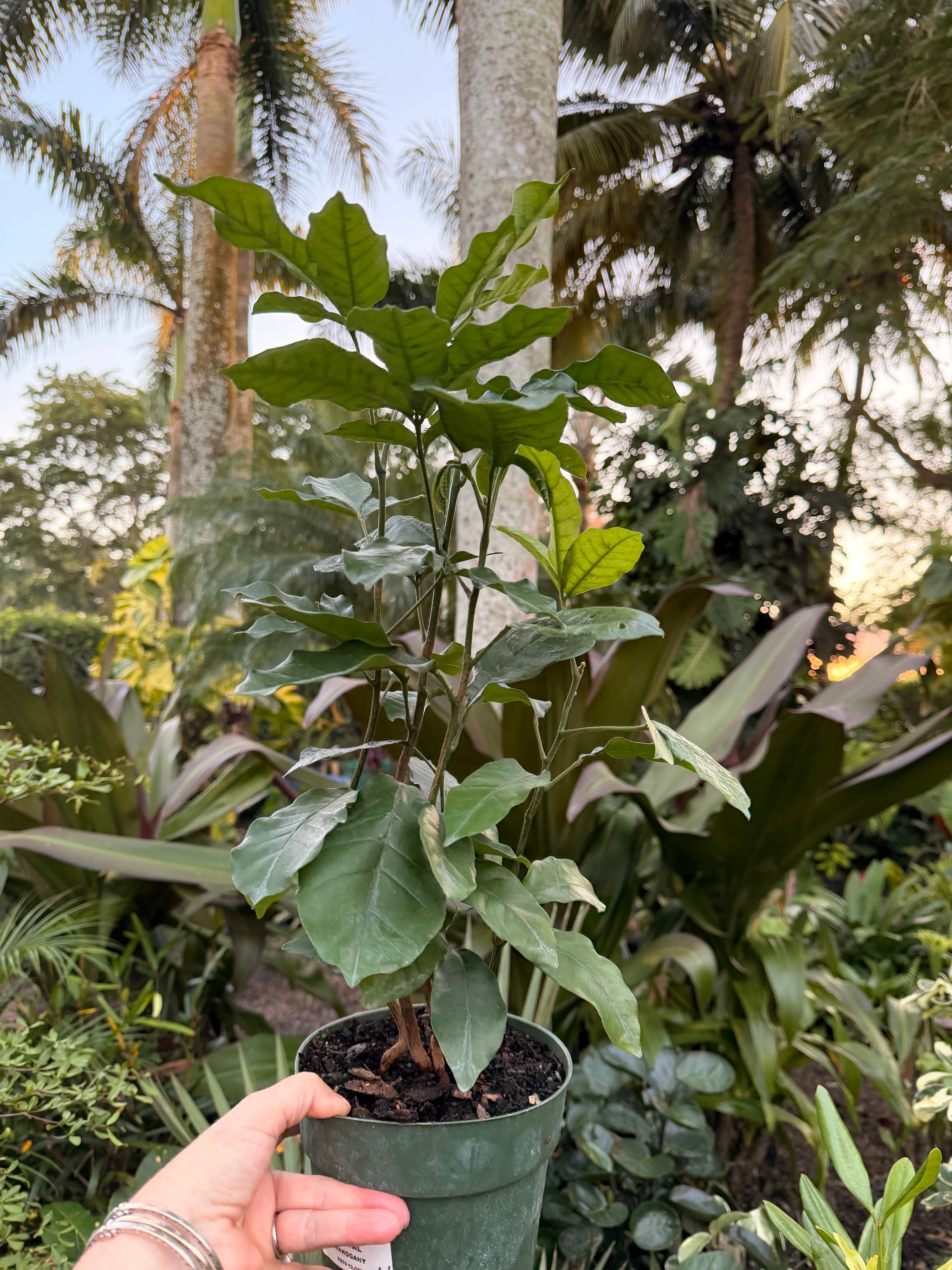 Natal Mahogany, 6” pot