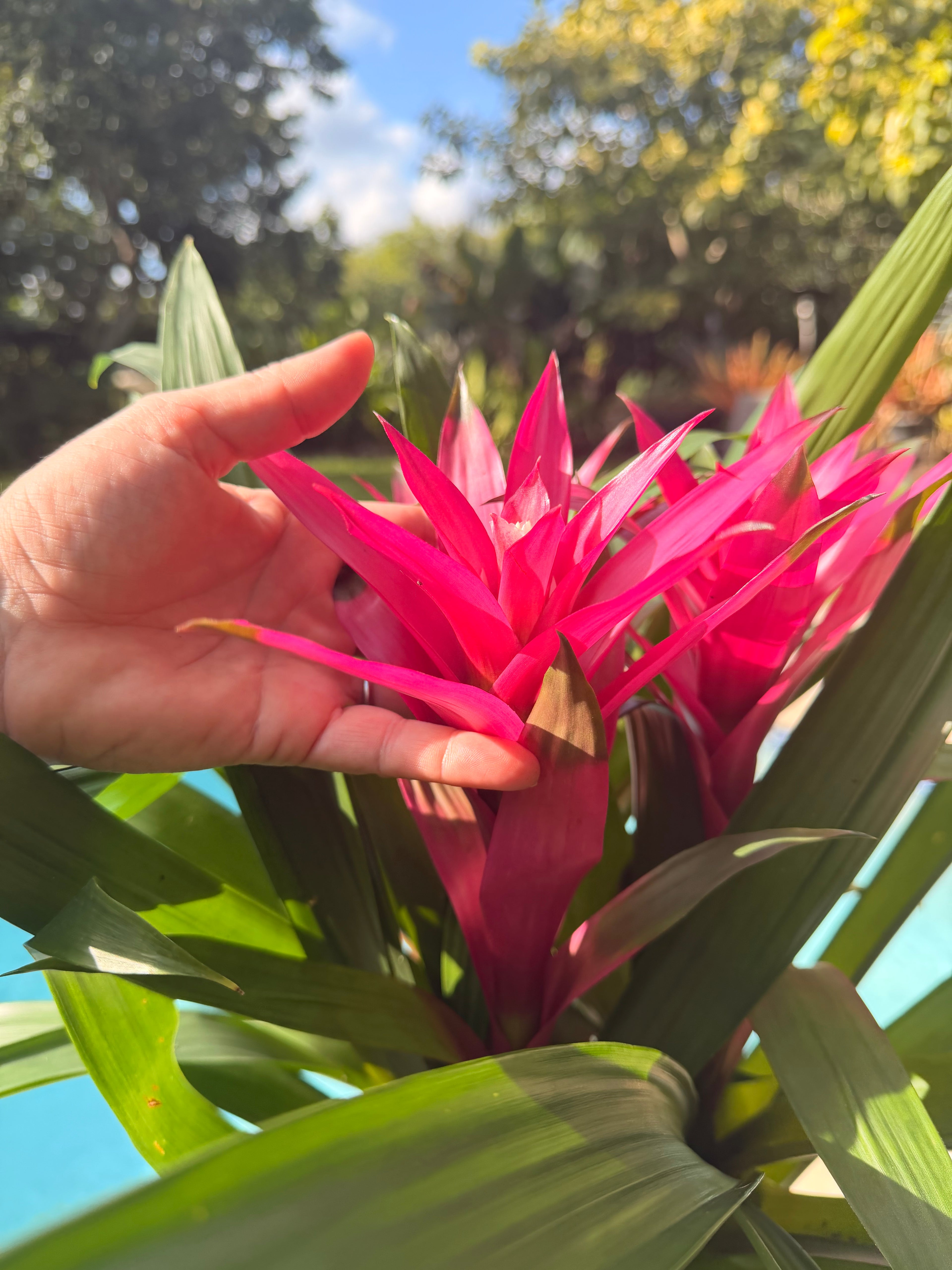 Guzmania planting, 8” pot. 3 deep pink plants per pot
