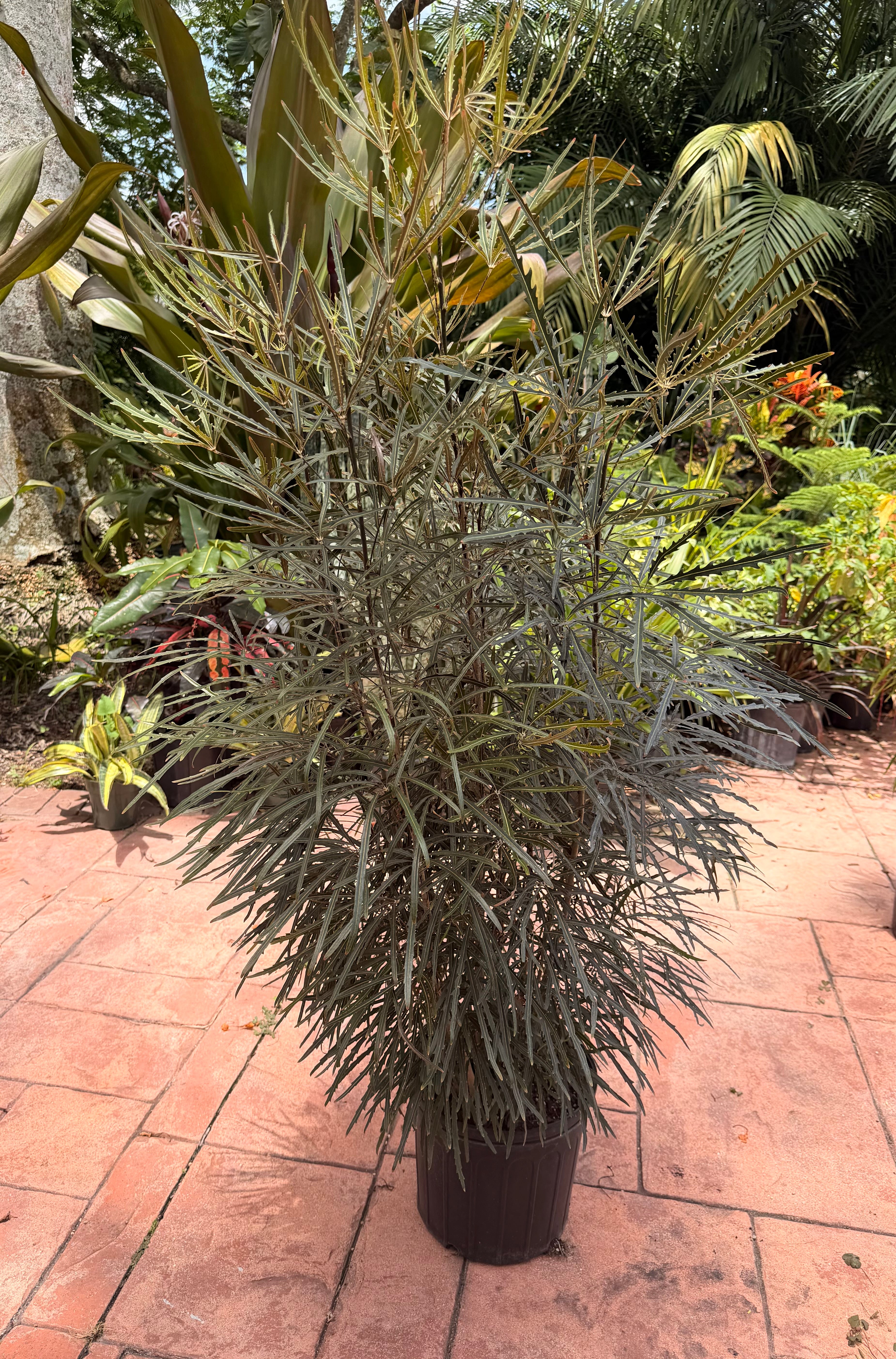 False aralia, 10” pot 60” box