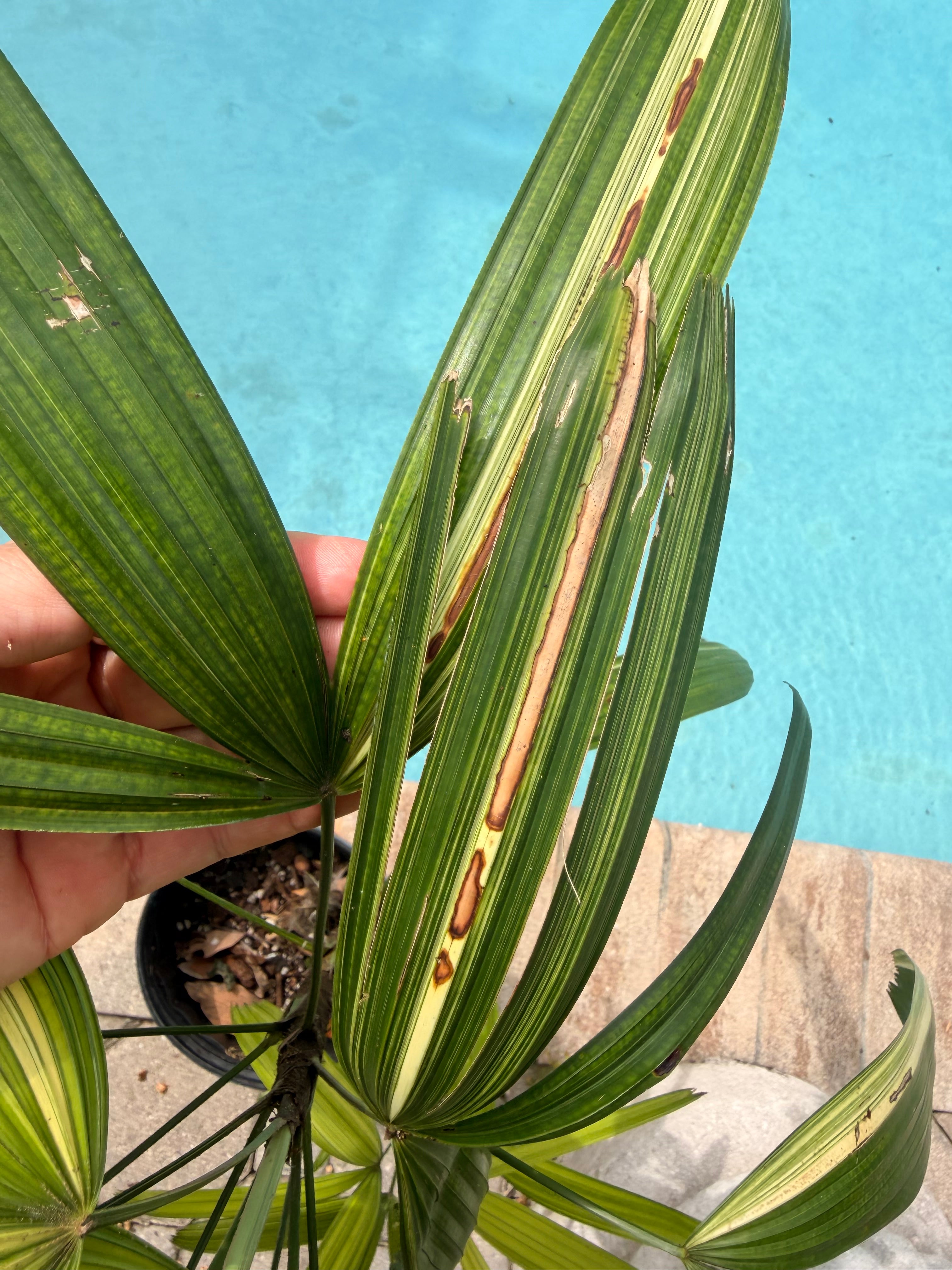 Variegated Rhapis, 1 g pot