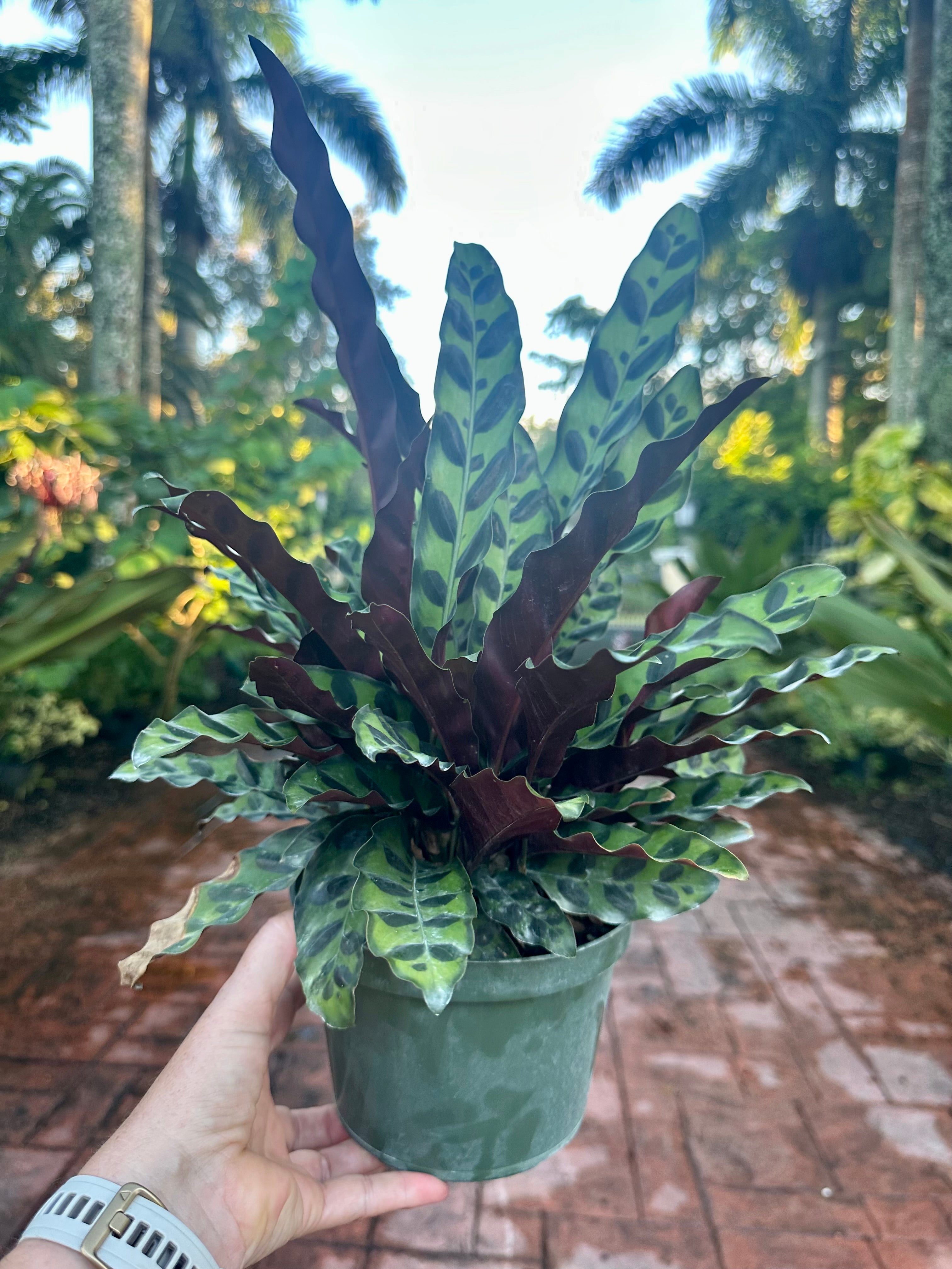 Calathea Lancifolia, 6" pot