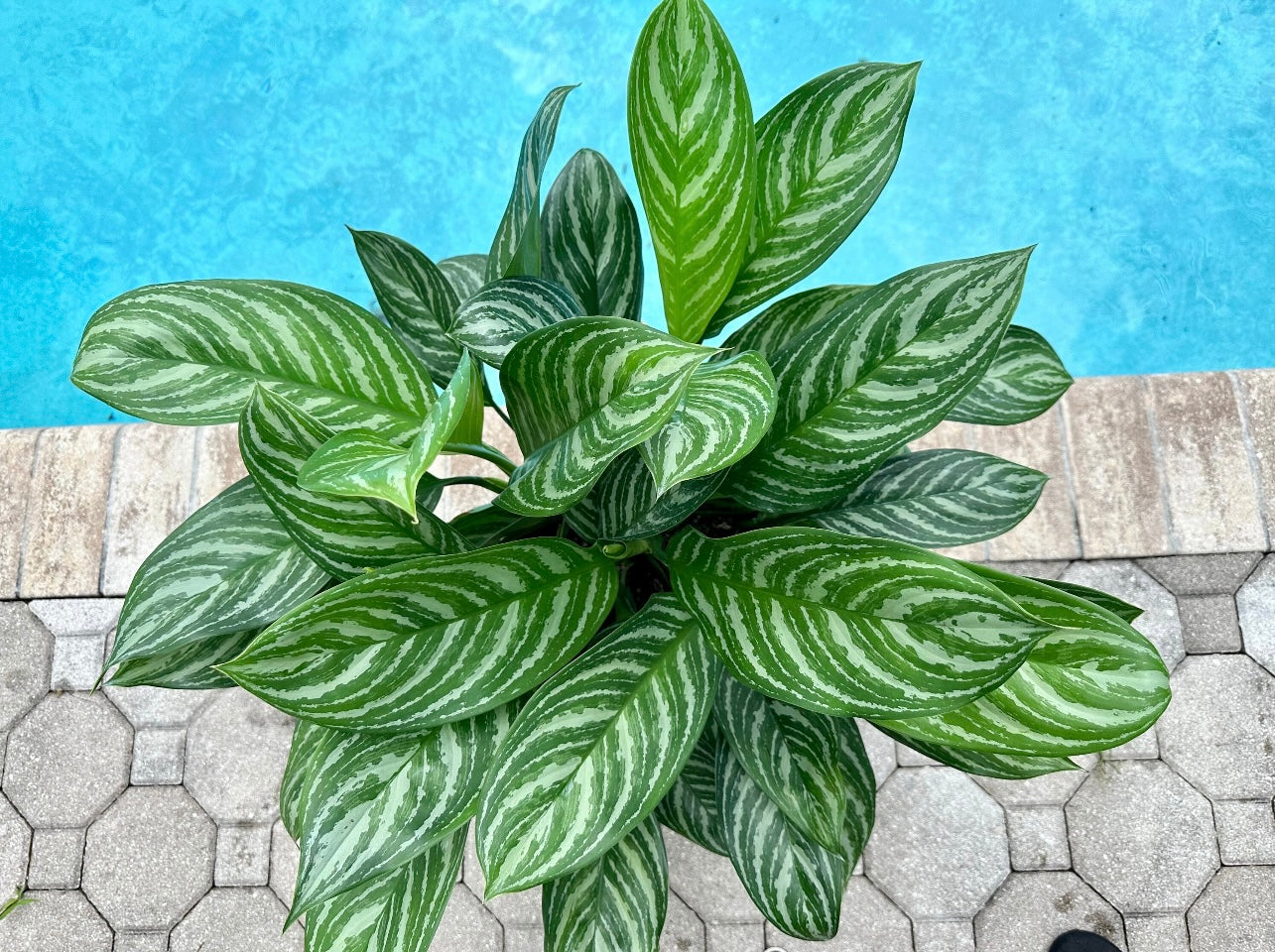 Aglaonema Stripes, 10" pot