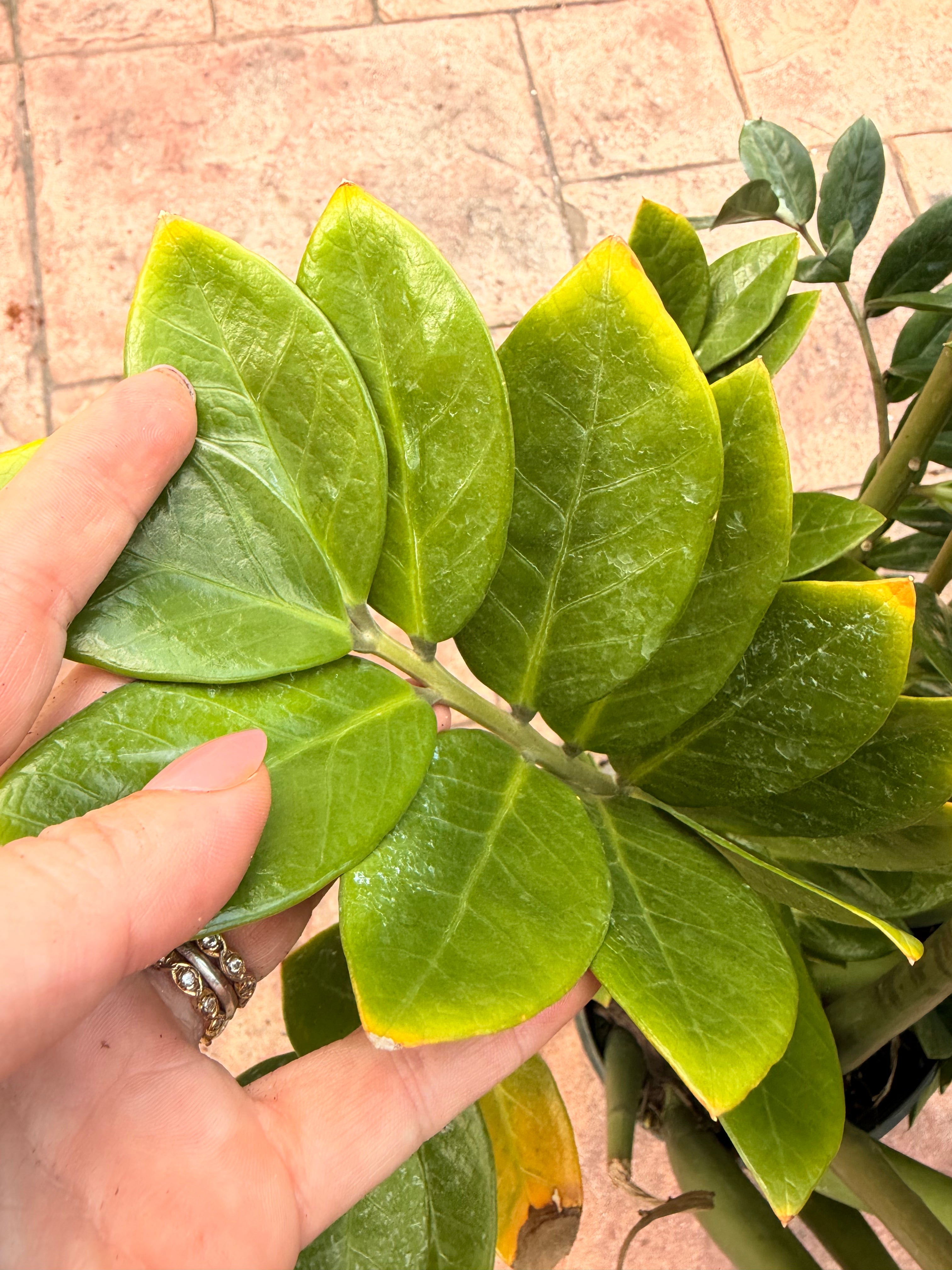 ZZ plant, 10” pot XXL for pot size