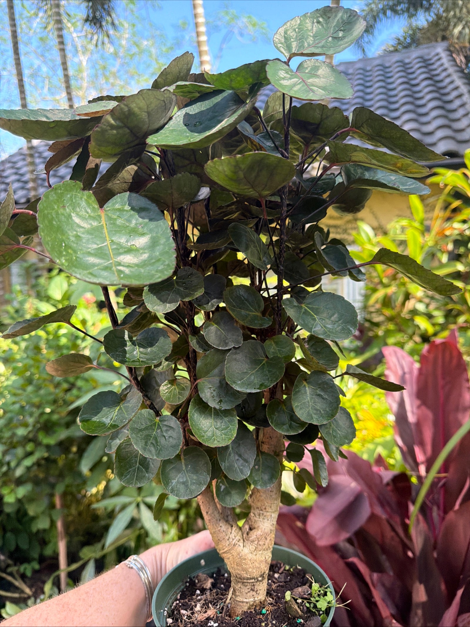 Aralia Fabian, 6” pot