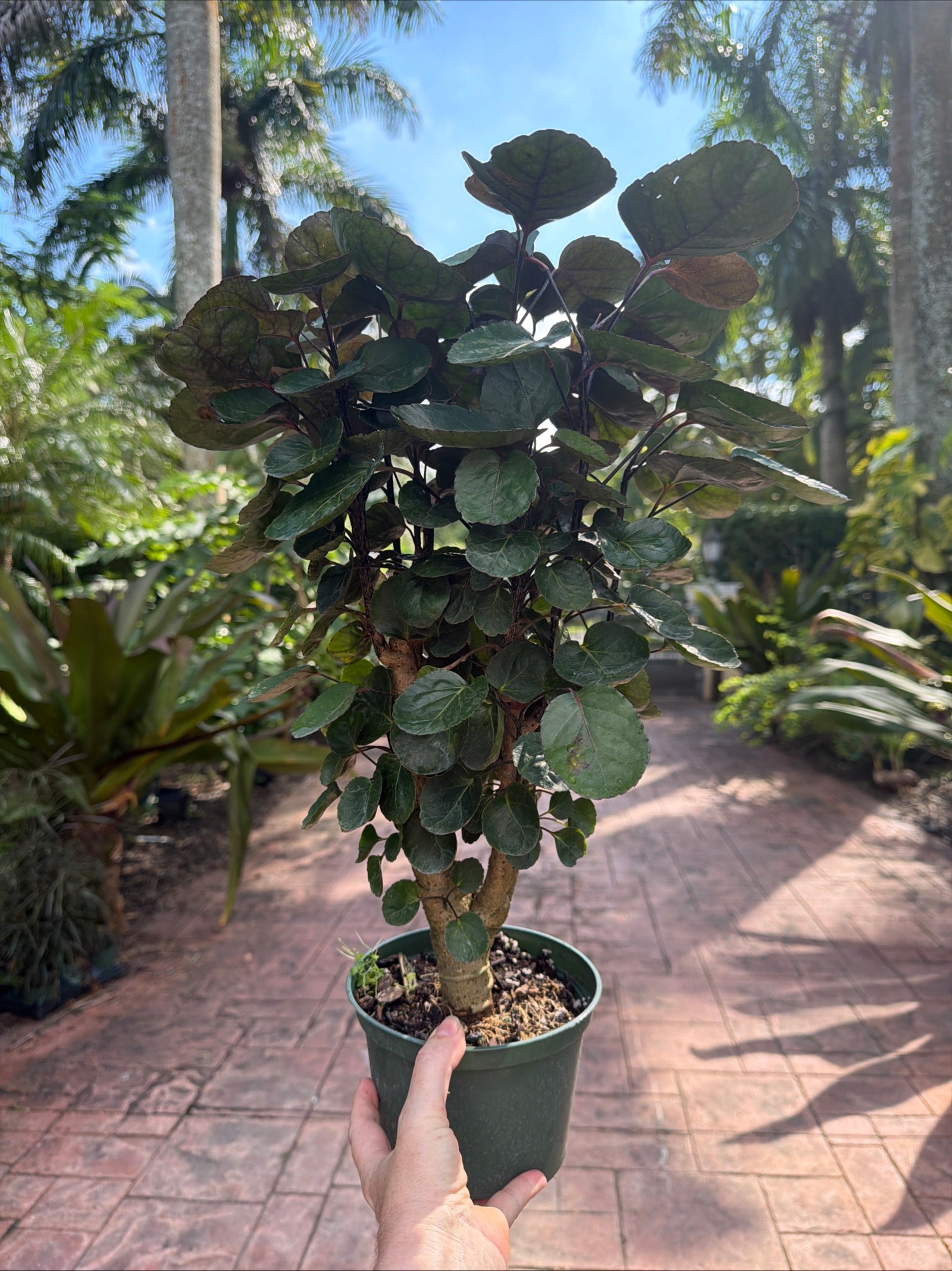 Aralia Fabian, 6” pot