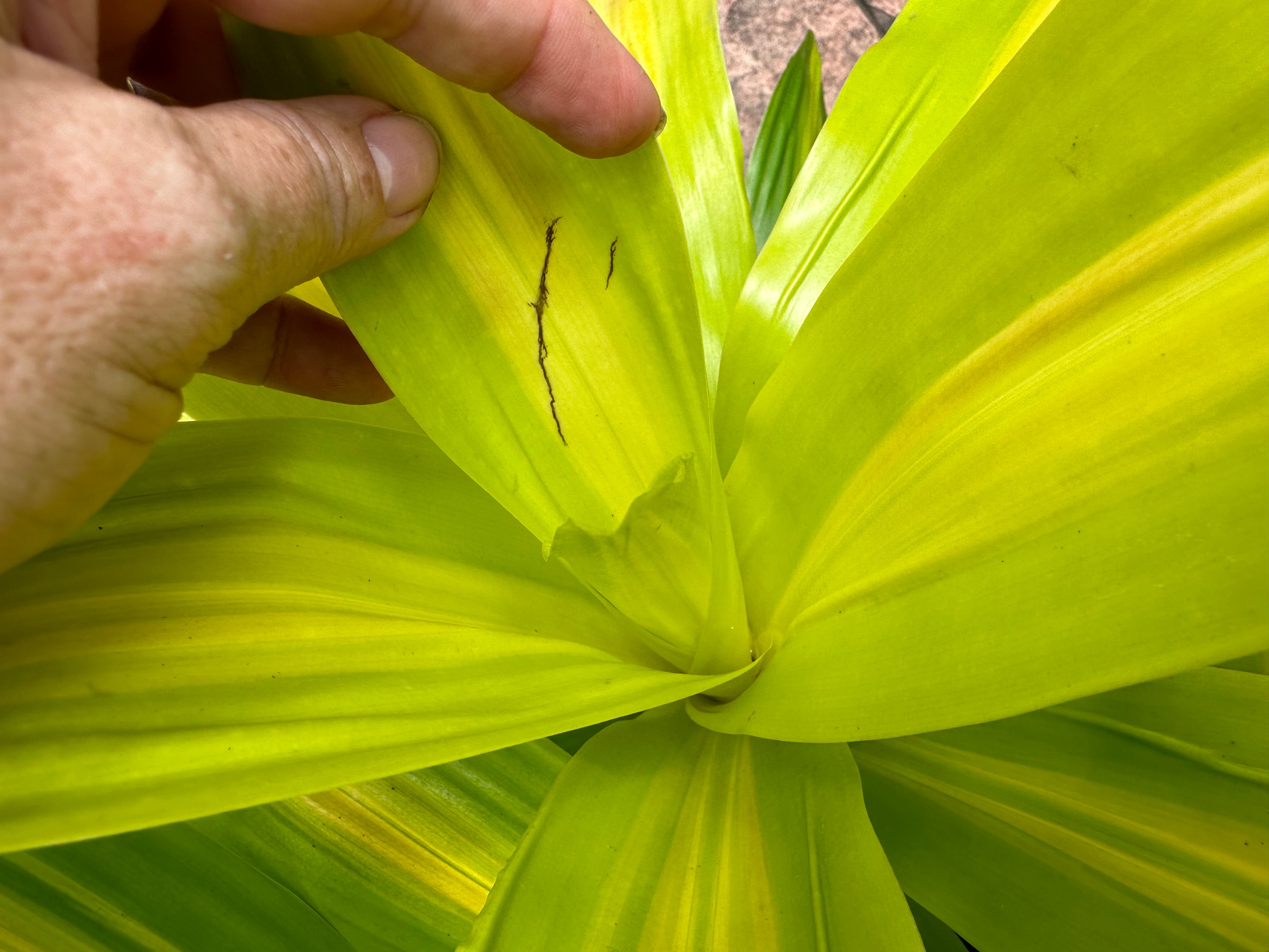Dracaena Bronze Bay, 10” pot