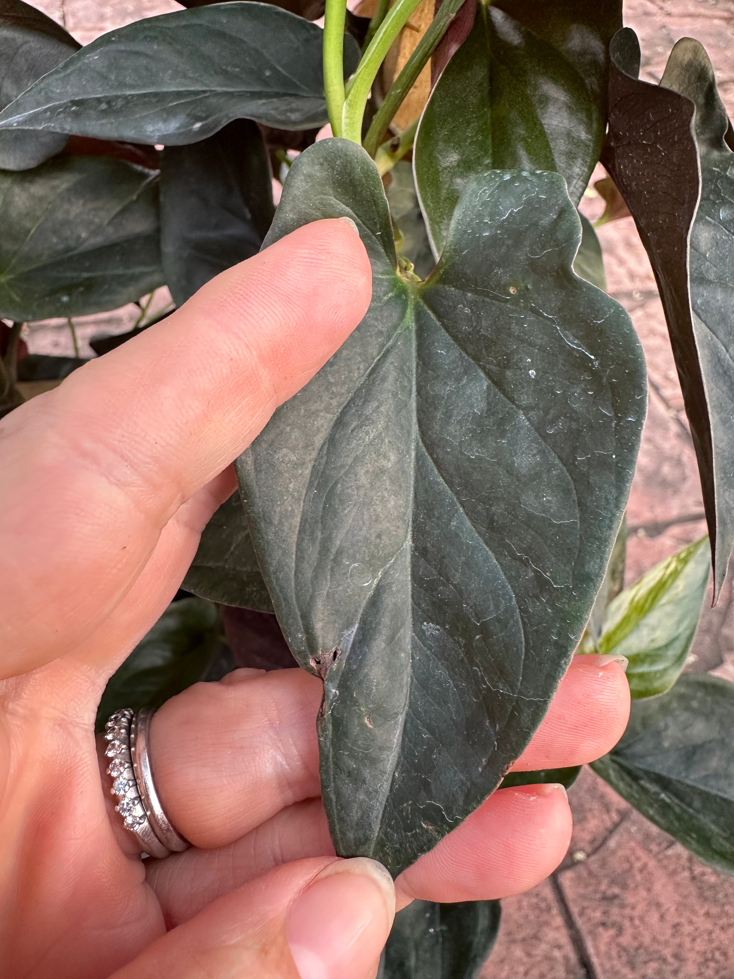 Syngonium Red Arrow, 10” pot. Trellis