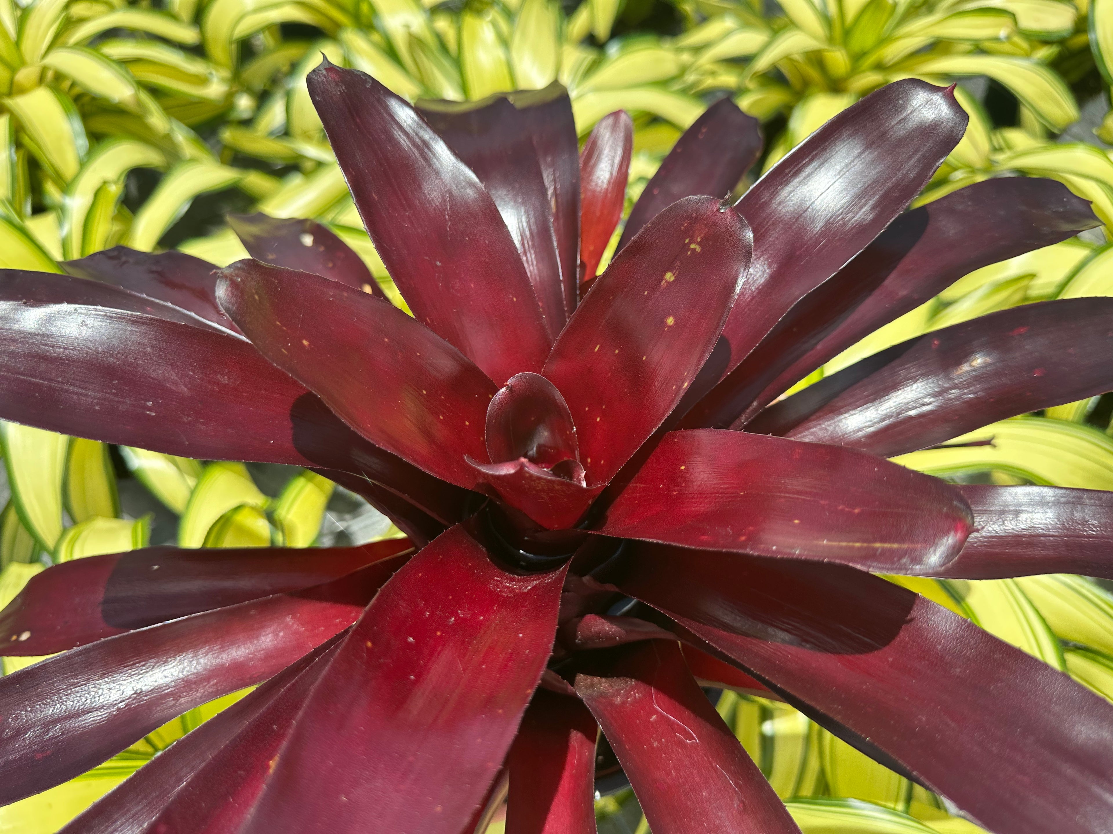 Neoregelia Elwood, 5” pot