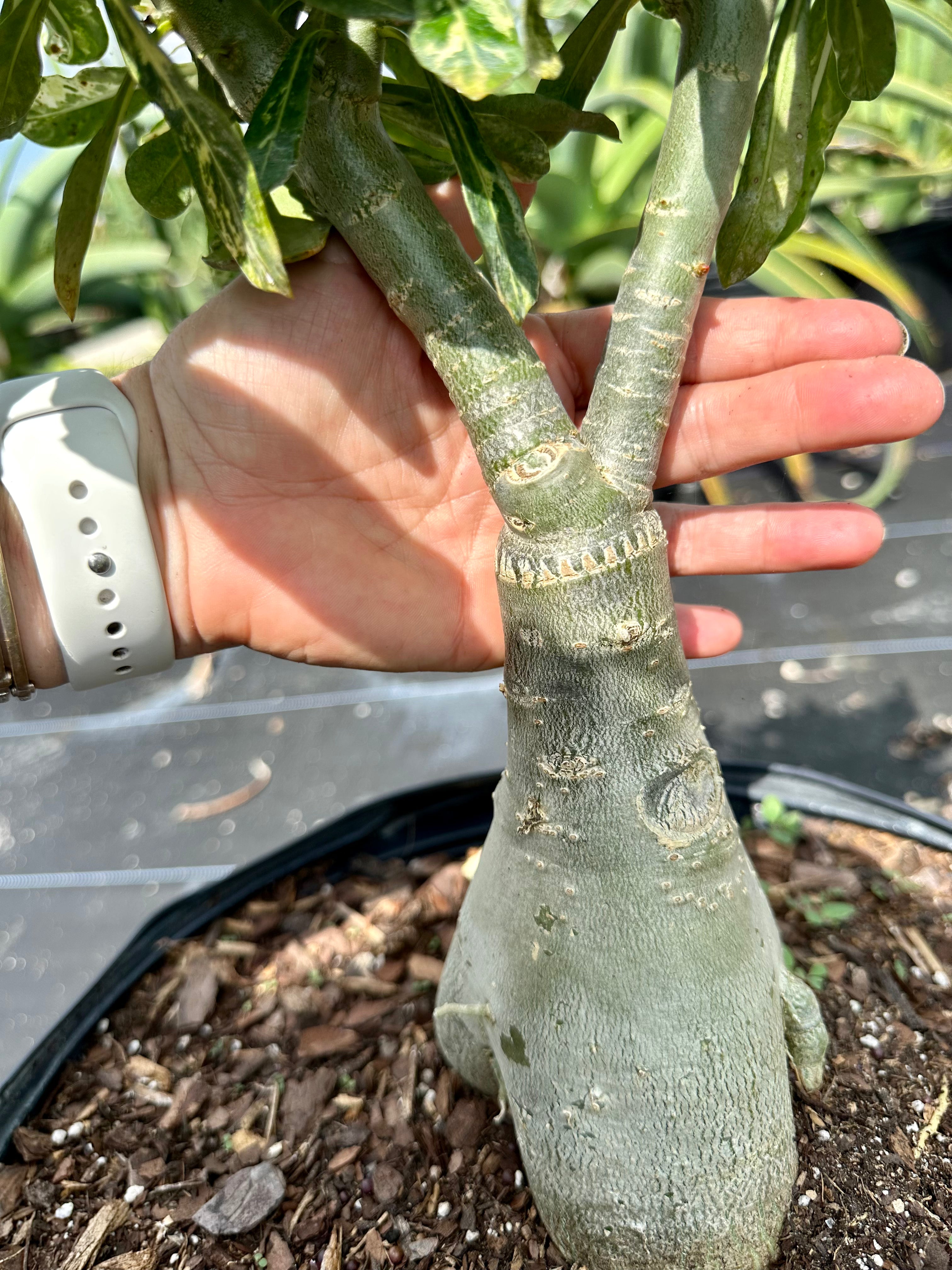 Variegated Desert Rose. Ships bare-root.