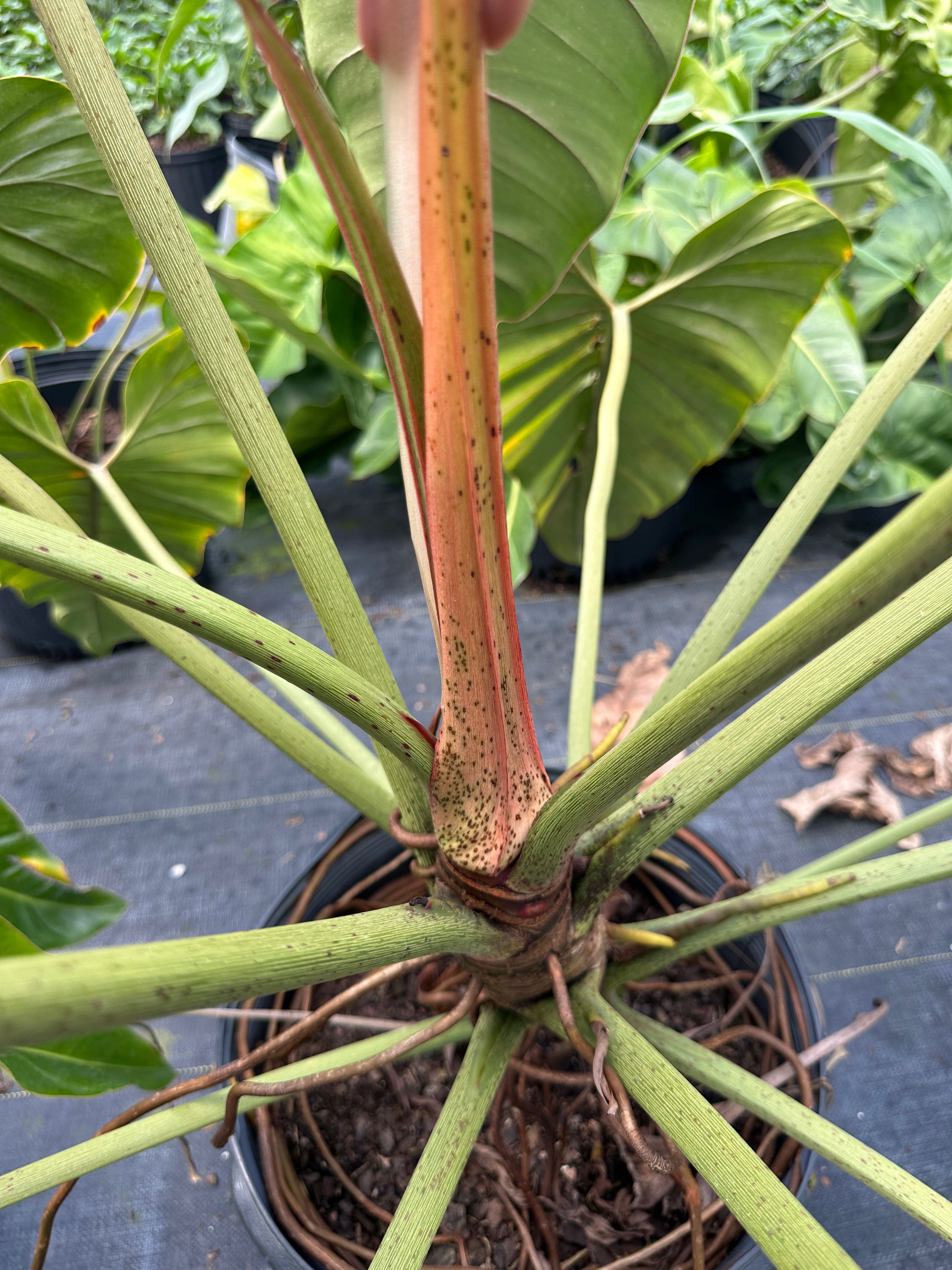 Philodendron Bernardopazii, 14” pot. Ships bare-root