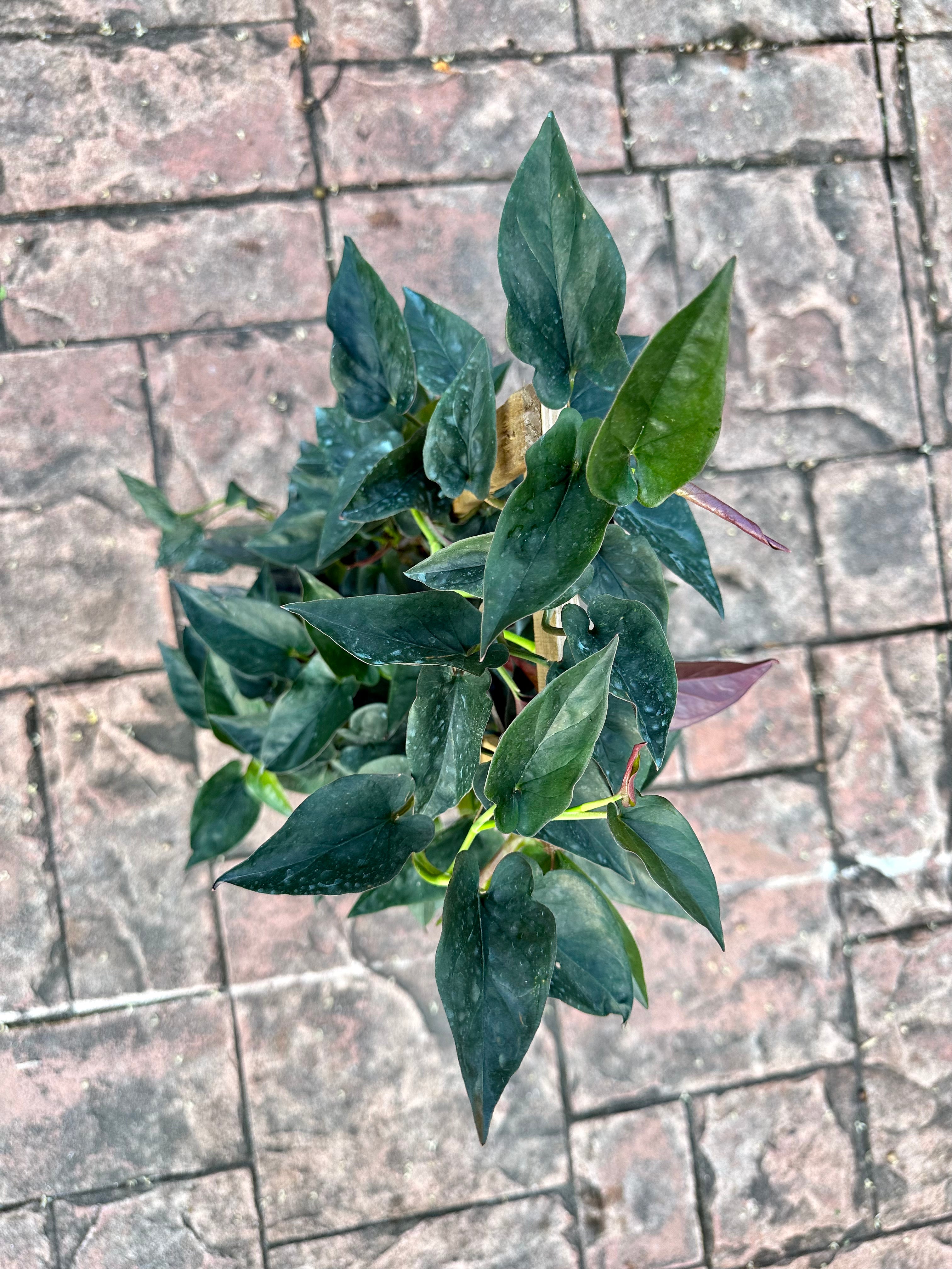 Syngonium Red Arrow, 10” pot. Trellis