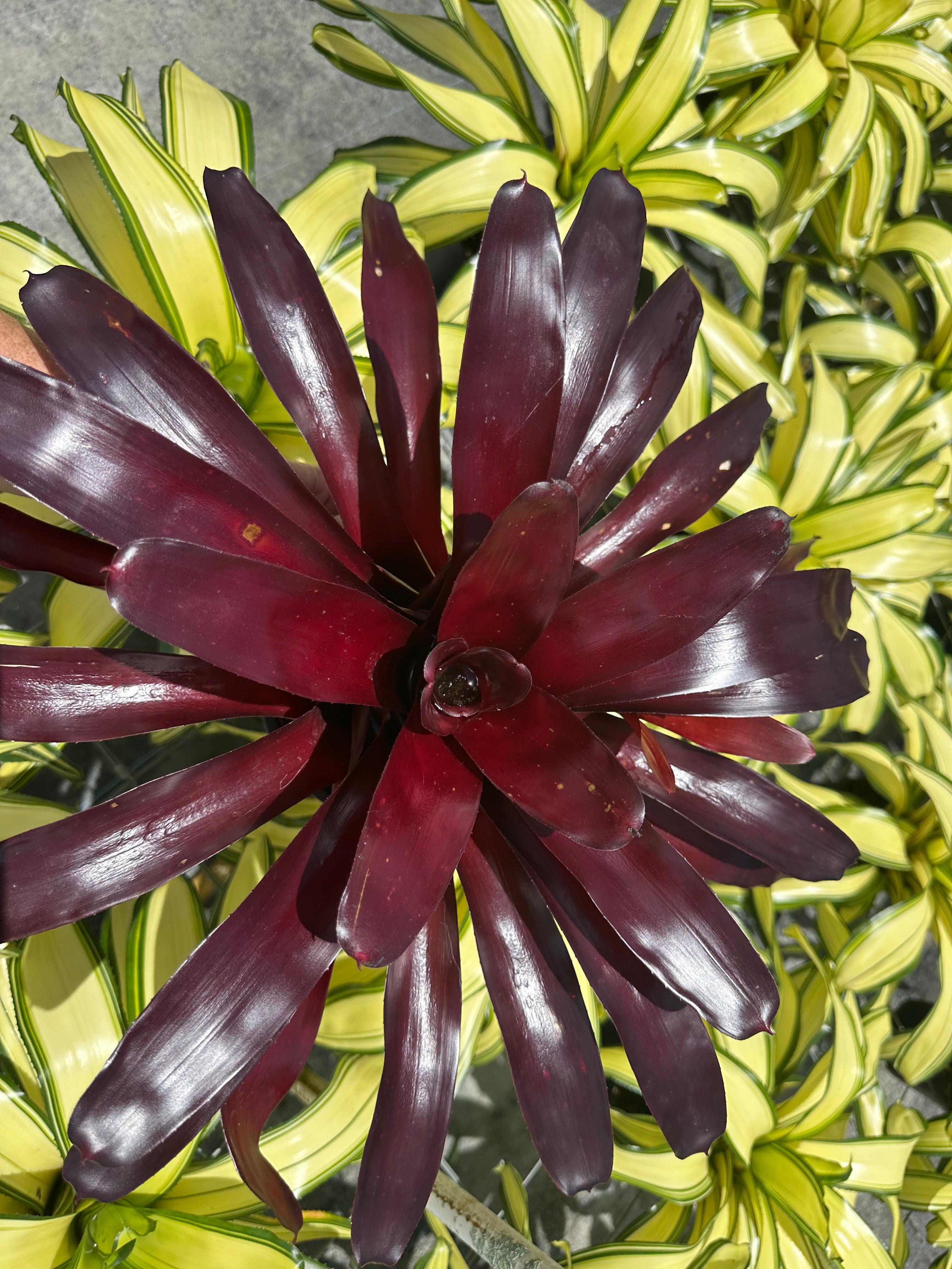 Neoregelia Elwood, 5” pot