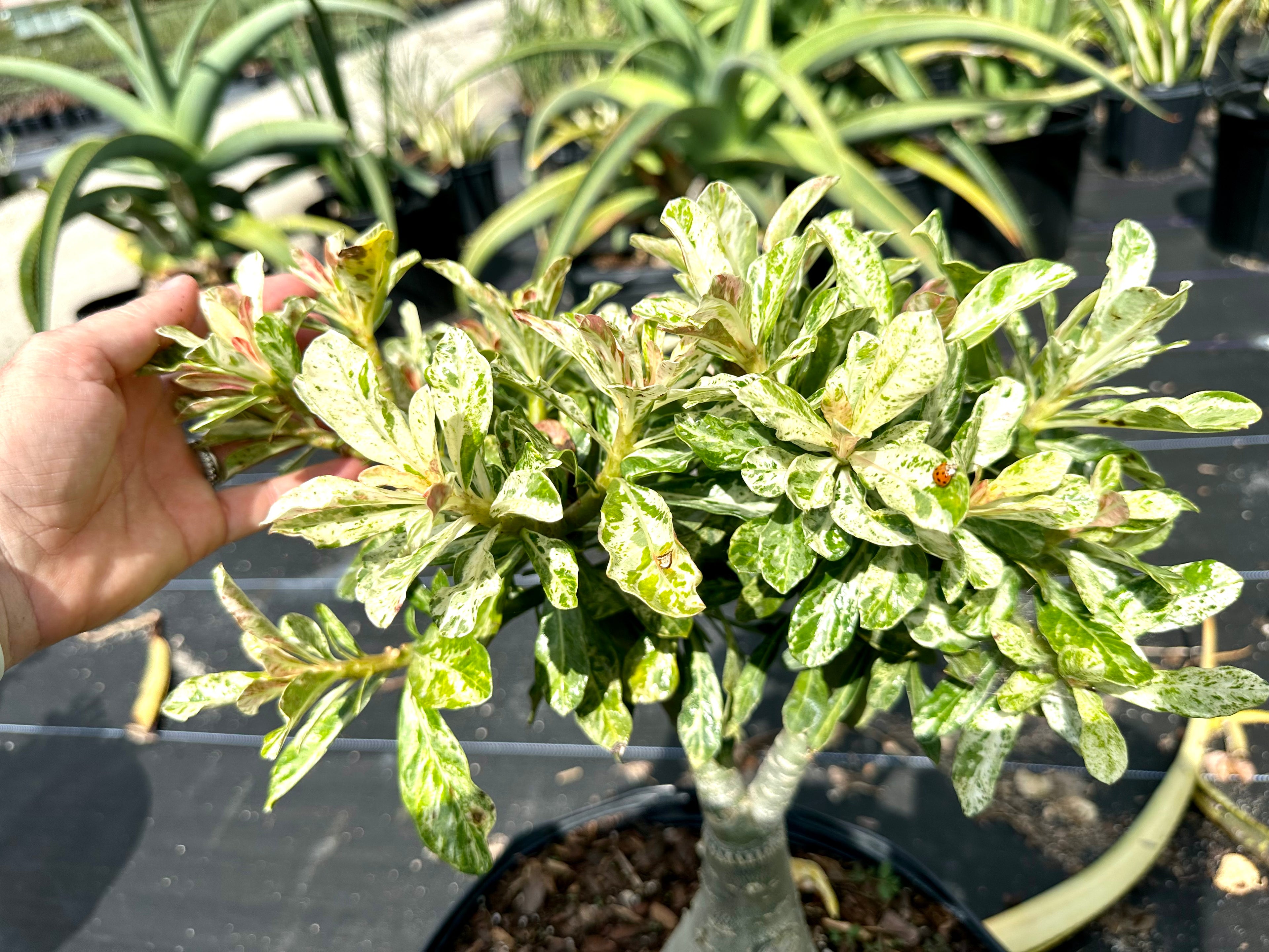 Variegated Desert Rose. Ships bare-root.