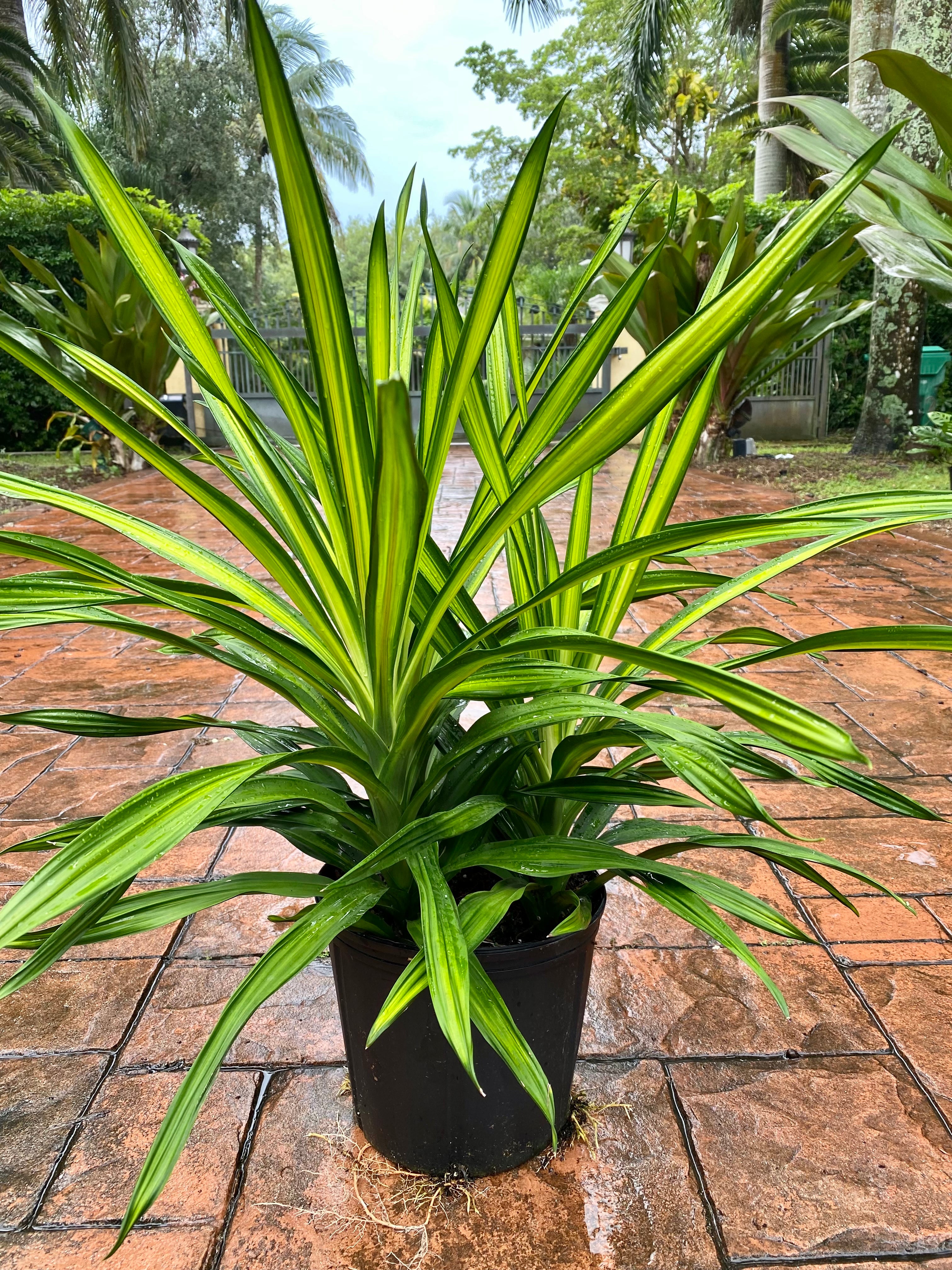 Dracaena Rikki, 10”/3G pot