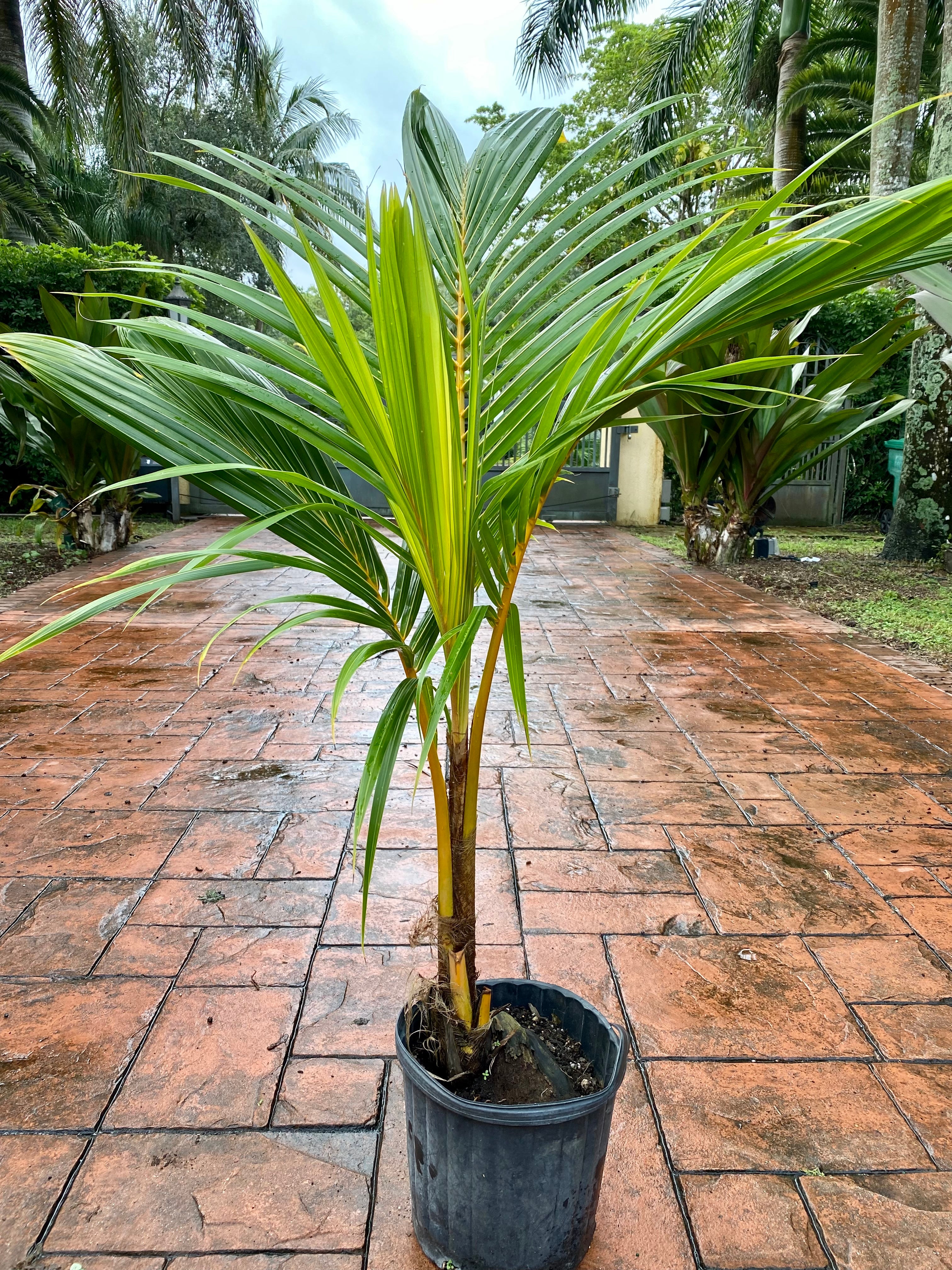 Dracaena Kiwi, 10”/3G pot