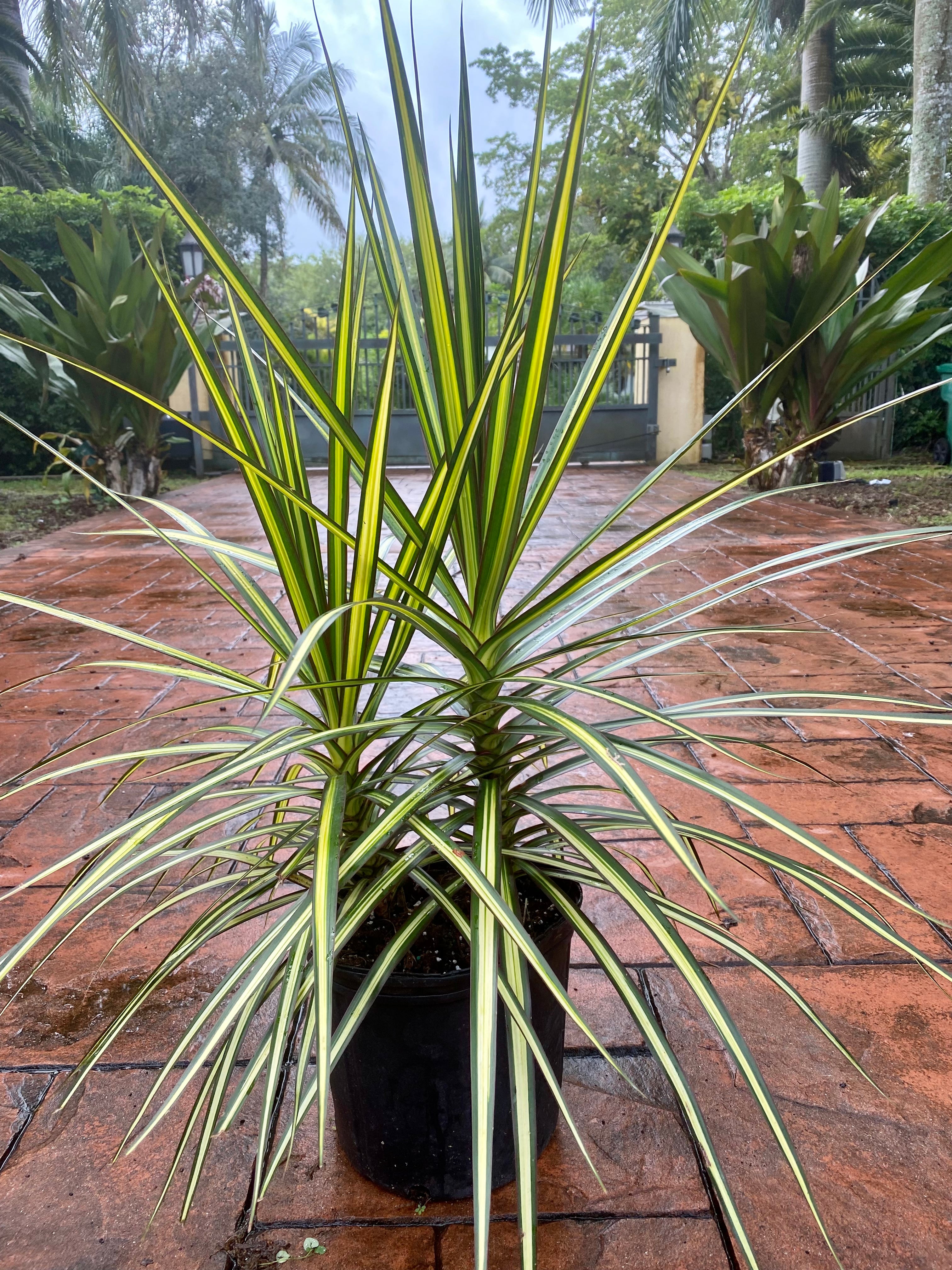 dracaena kiwi plant Dracaena Kiwi, 10”/3G pot