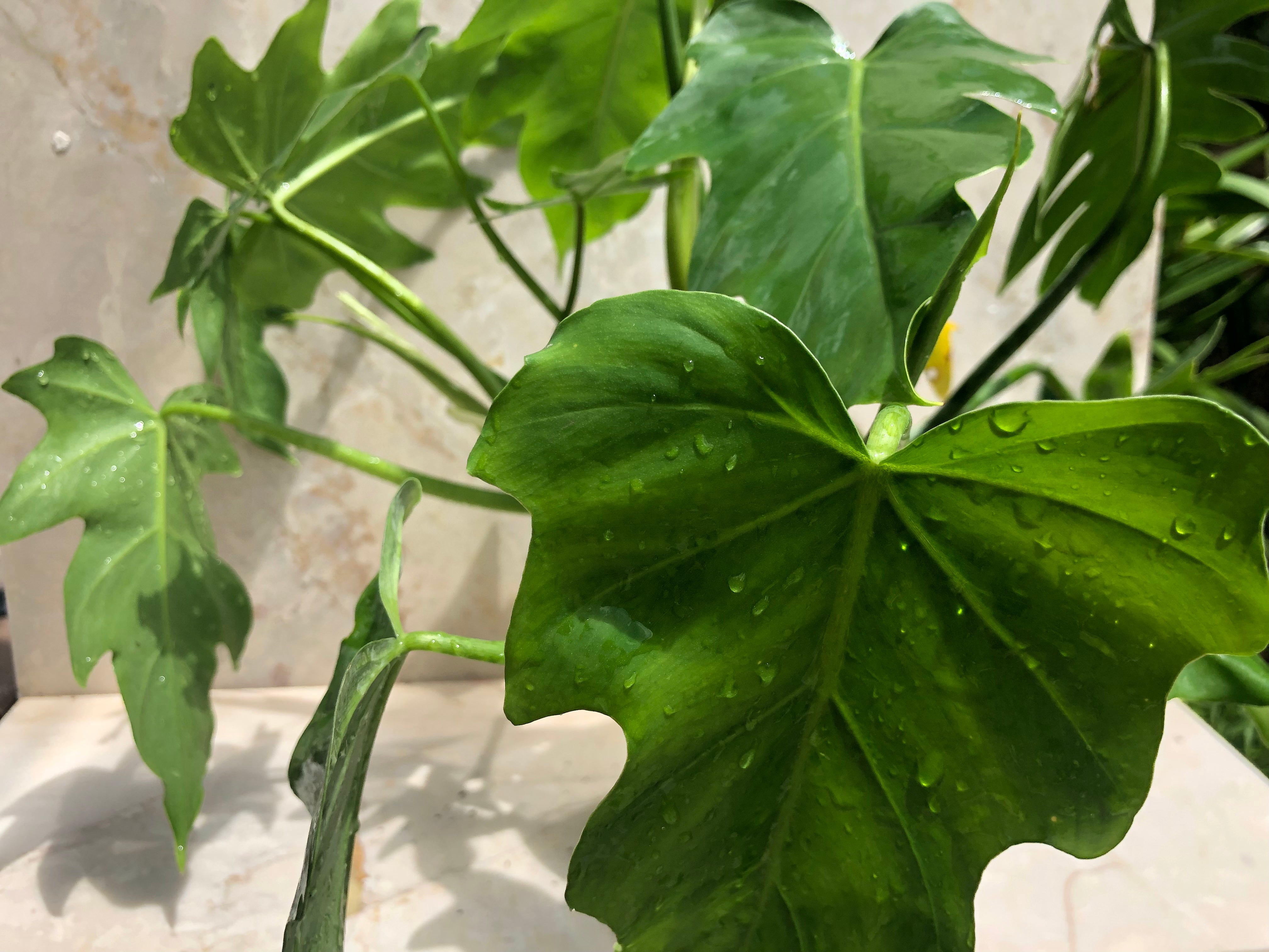philodendron radiatum juvenile Philodendron Radiatum