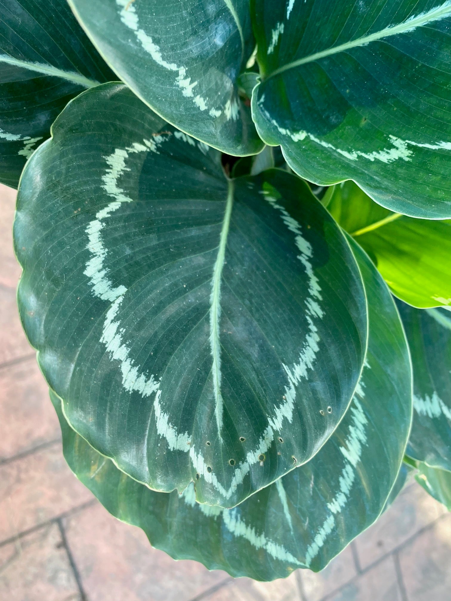 Calathea Green Lipstick, 6" pot