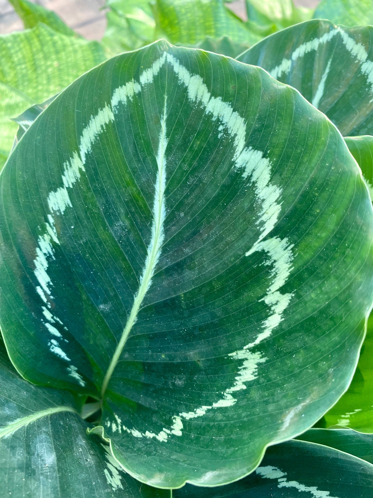 Calathea Green Lipstick, 6" pot