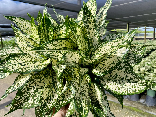 Aglaonema Spring Snow, 8" pot