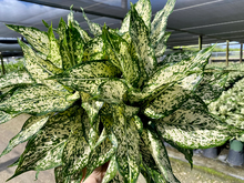 Load image into Gallery viewer, Aglaonema Spring Snow, 8" pot